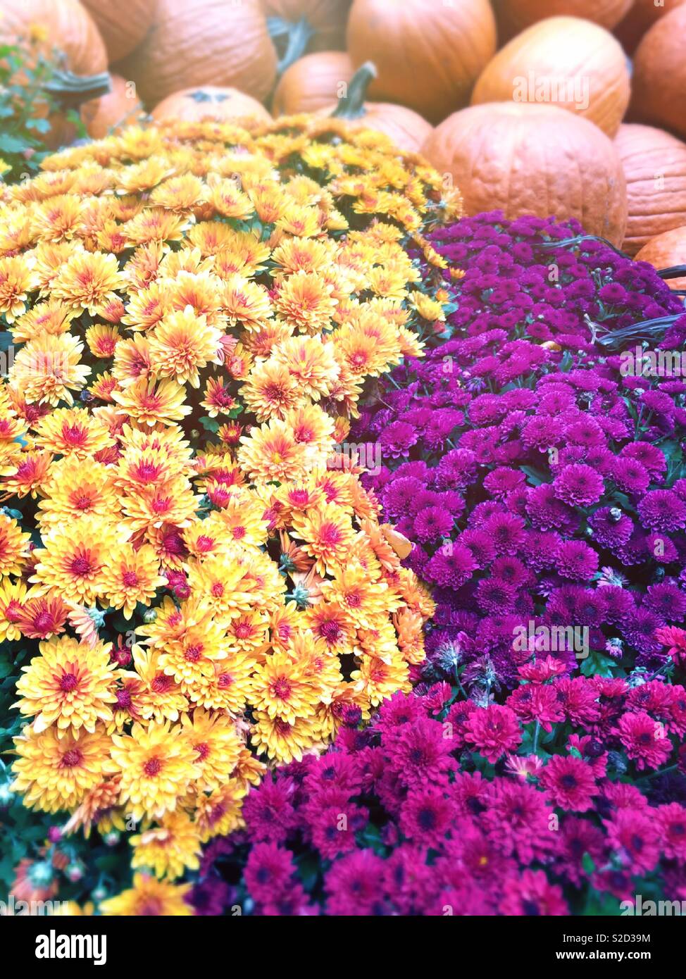 Flowers and pumpkins in an autumn display, USA - Smartphone Captured Stock Image