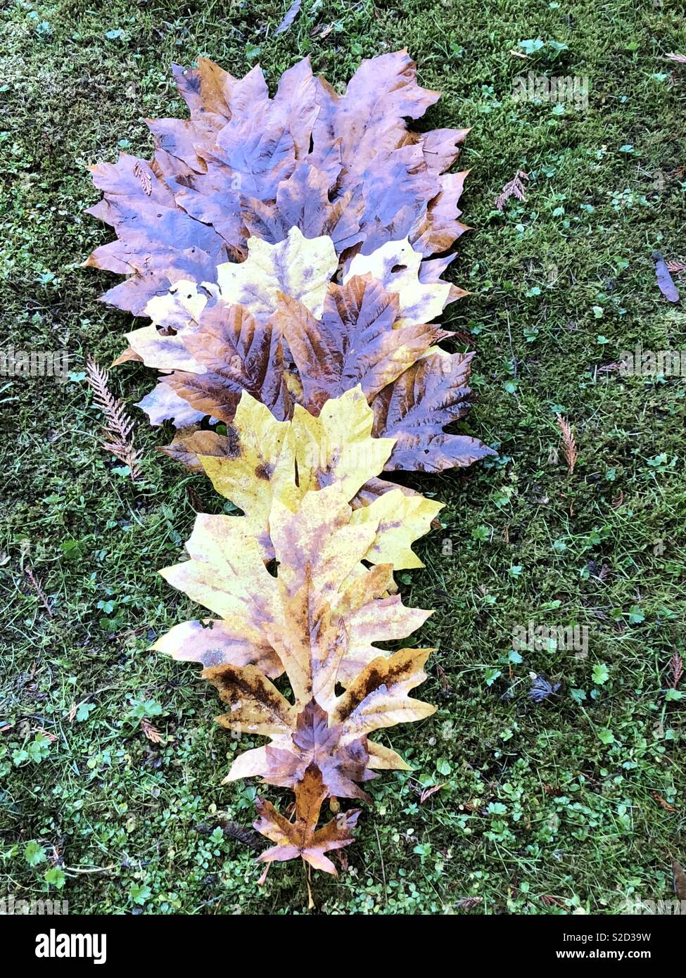 Layers of sized Maple leaves, Stock Photo