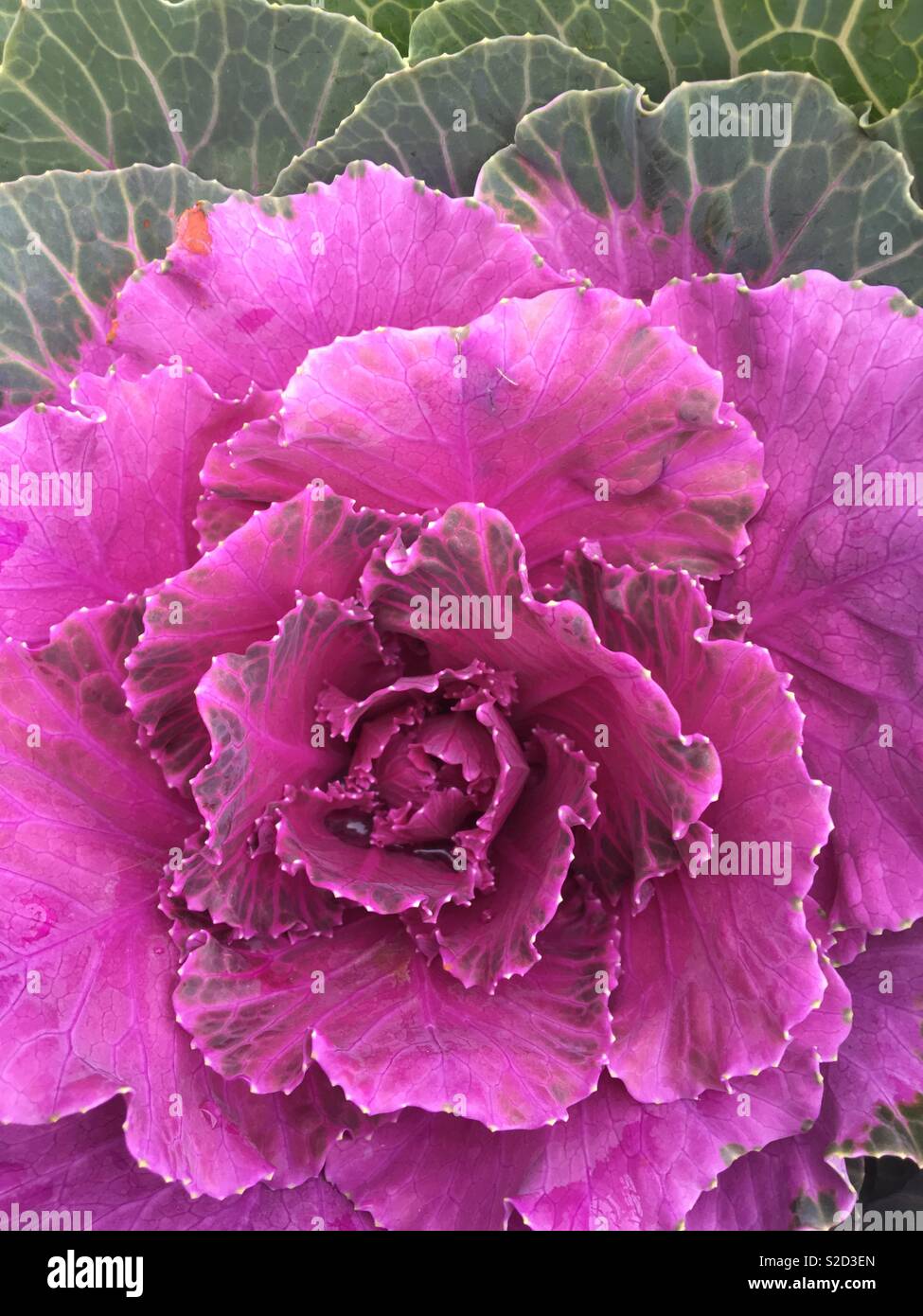 Flowered Cabbage blossom late October - Smartphone Captured Stock Image