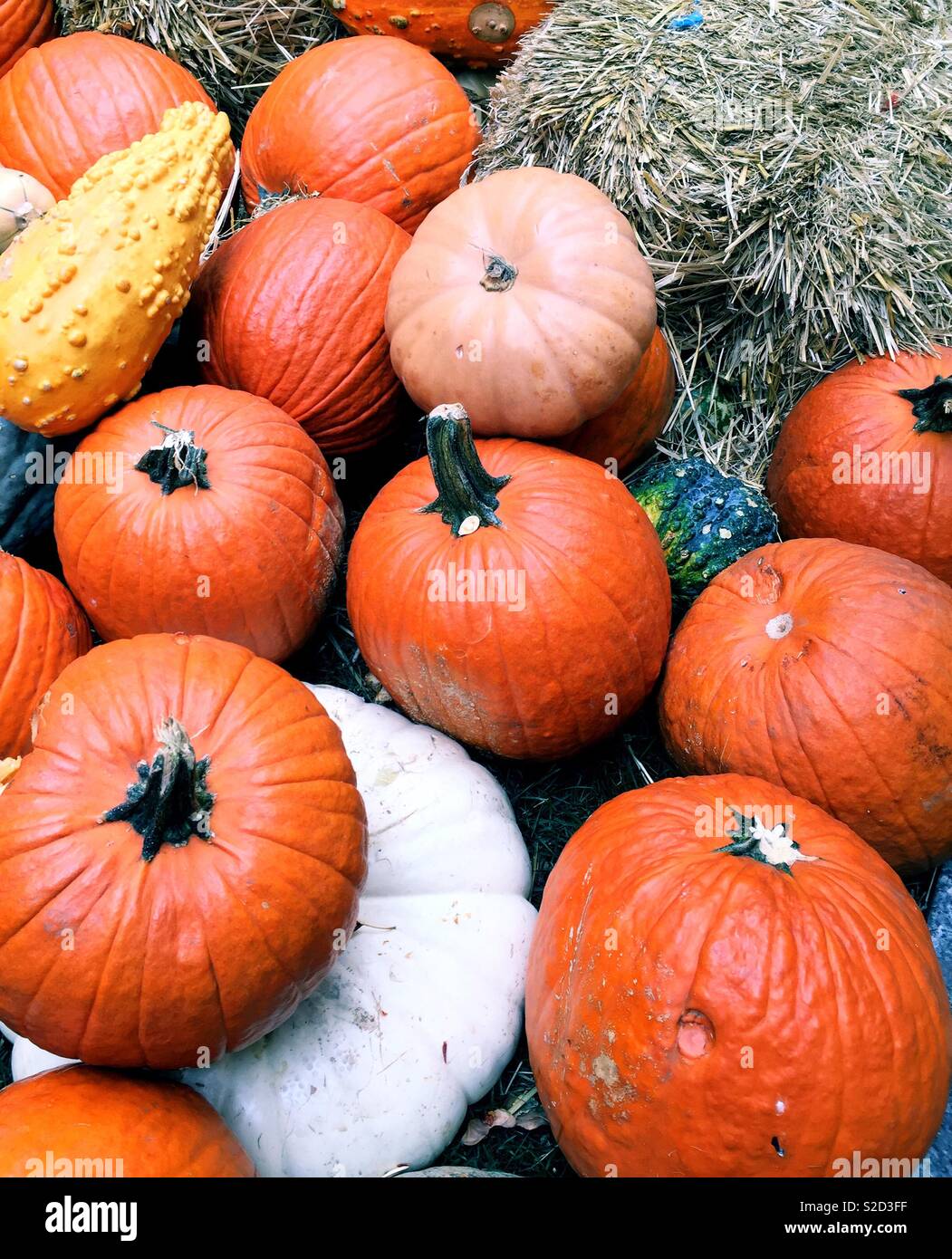 Autumn Display of pumpkins and gourds, USAA - Smartphone Captured Stock Image