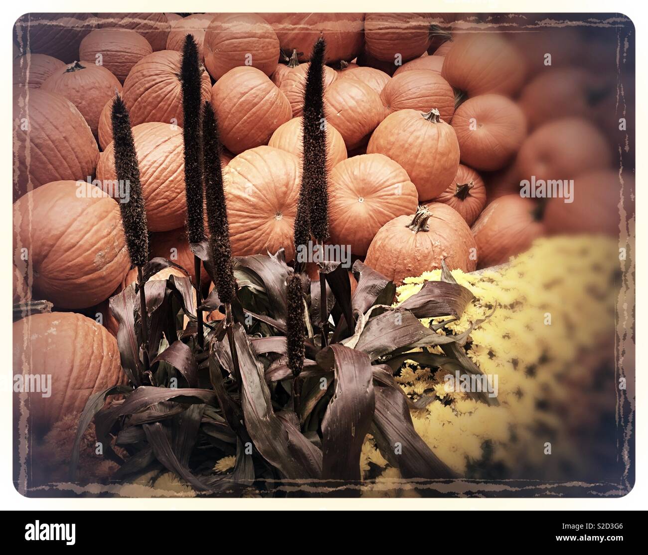 Autumn Display of pumpkins and flowers, USA - Smartphone Captured Stock Image