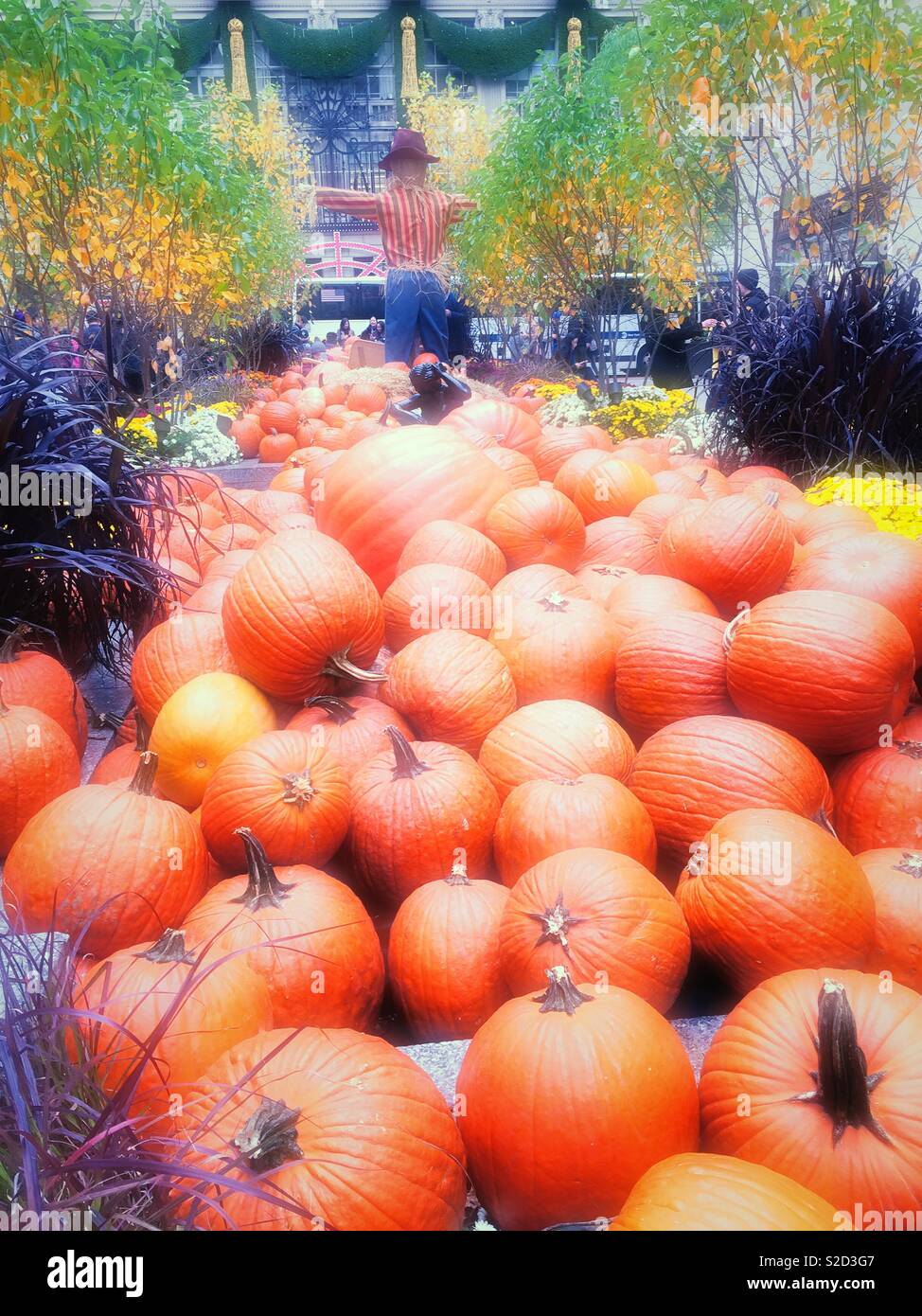 Autumn harvest display of pumpkins in channel Gardens at Rockefeller Center, New York City, USAA - Smartphone Captured Stock Image