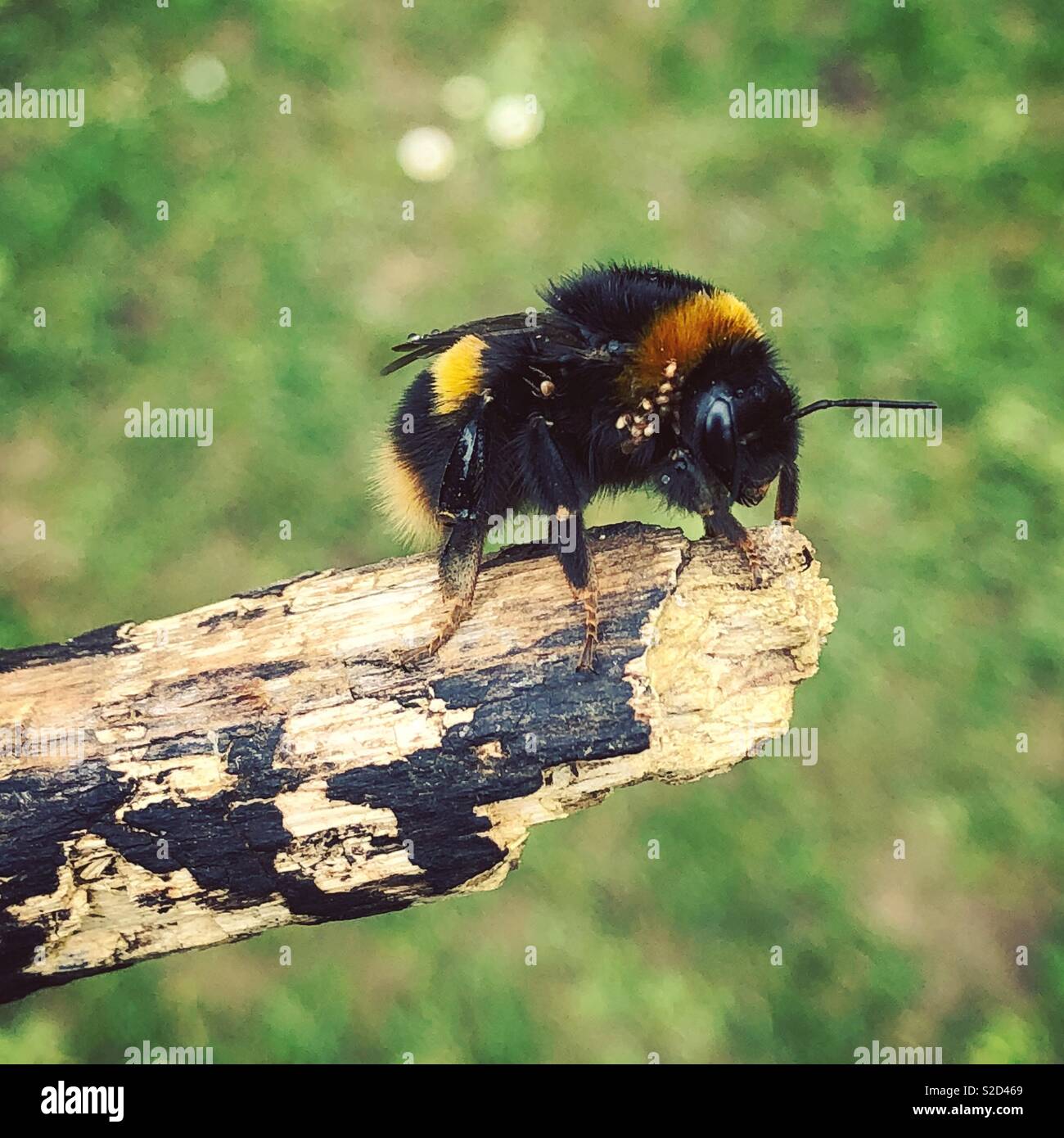 Bumble bee close up Stock Photo