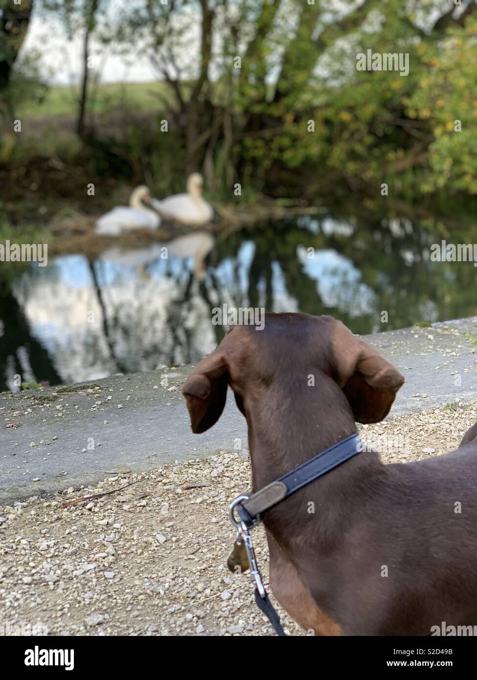Frank the sausage spots some swans Stock Photo