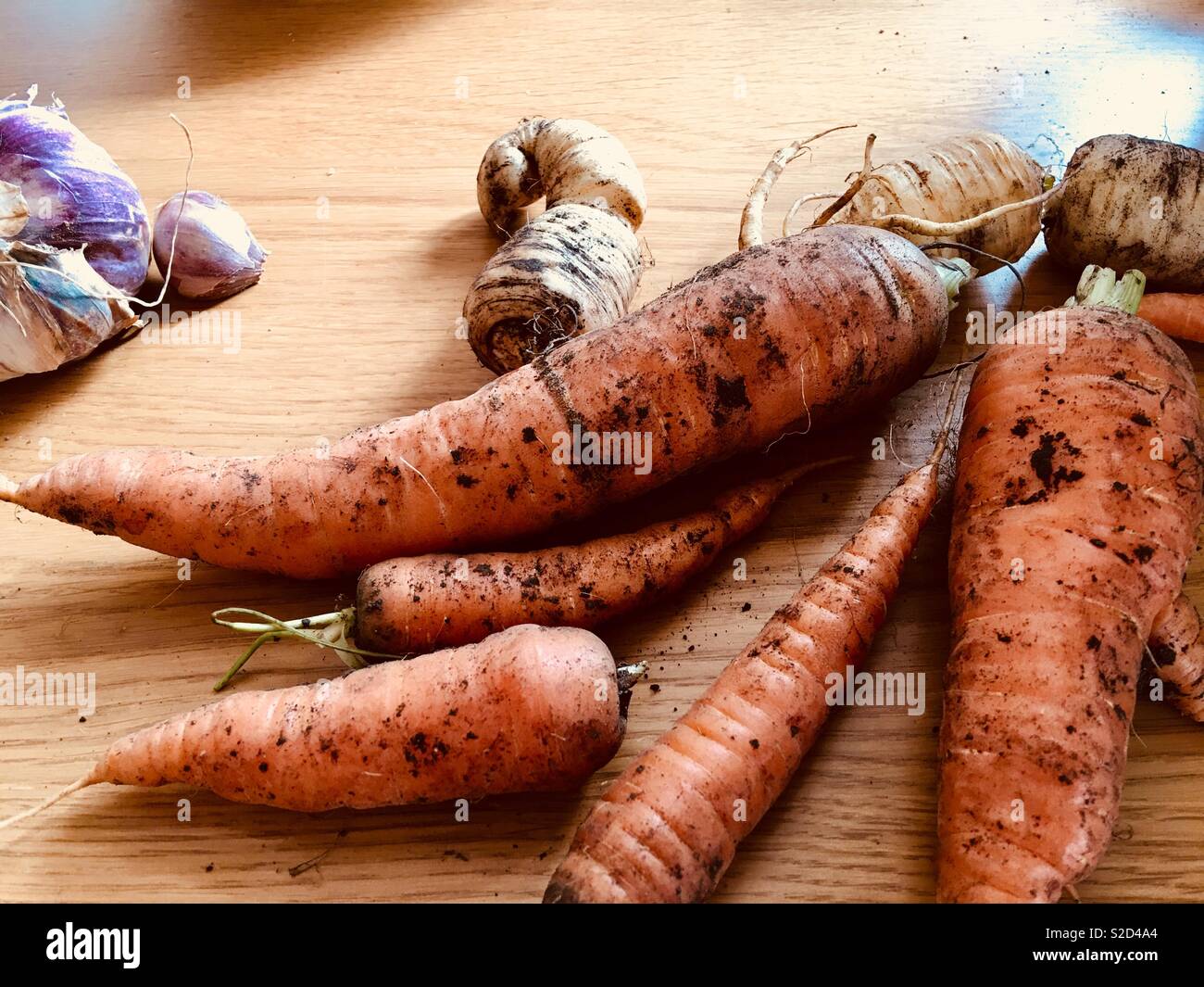Home grown, freshly picked vegetables including organic carrots, parsnips and French garlic Stock Photo