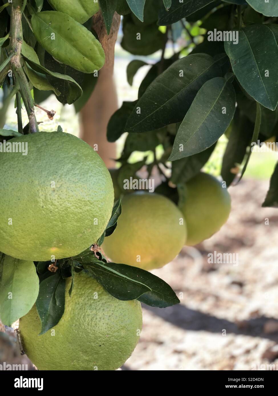 Grapefruit tree hires stock photography and images Alamy