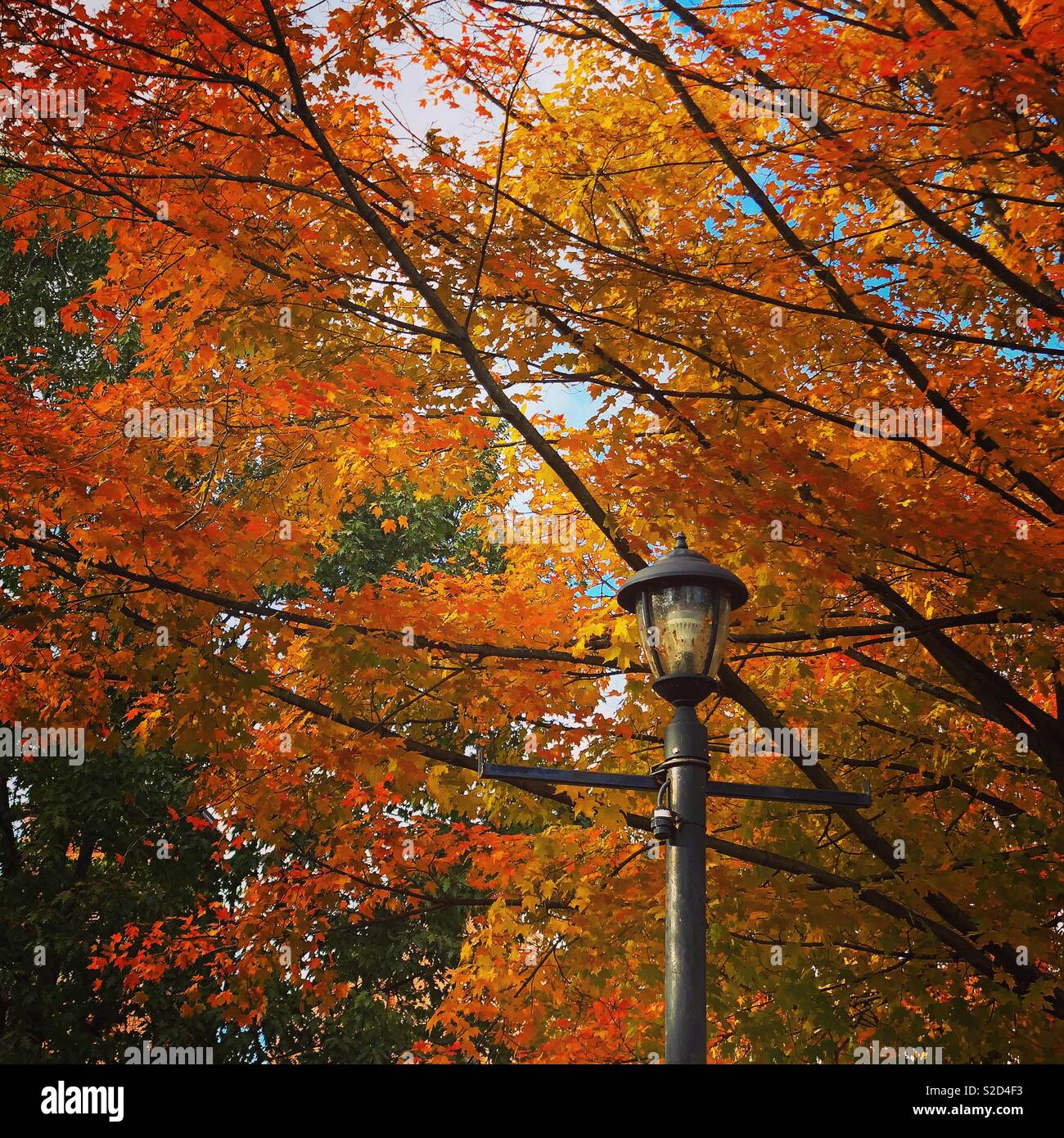 Changing leaves, Central Park, Honesdale, Pennsylvania Stock Photo