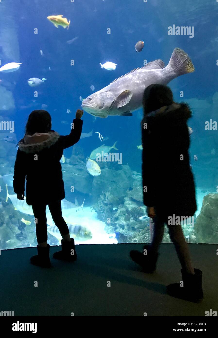 Watching the fish at The National Marine Aquarium in Plymouth Stock Photo