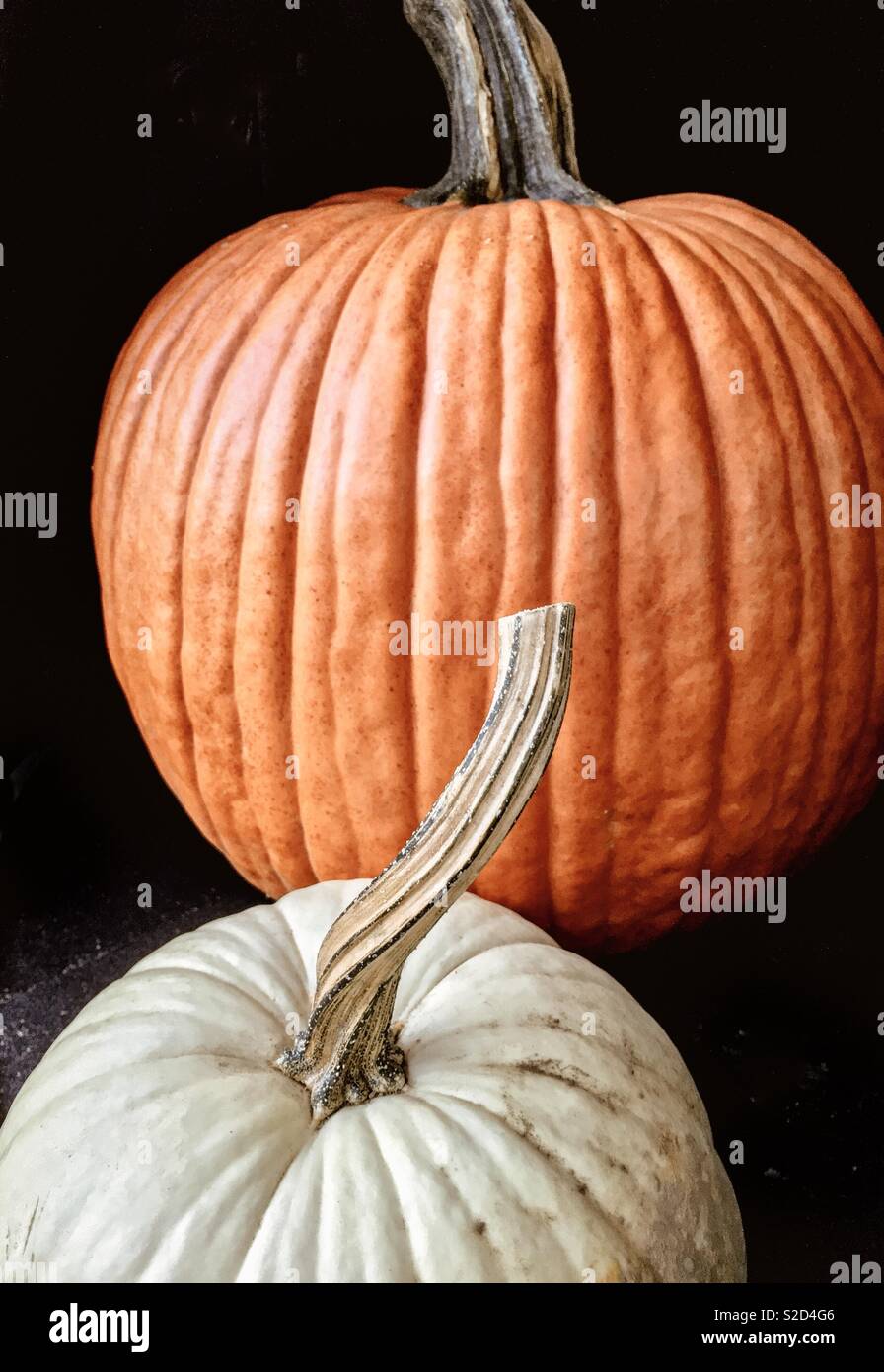 Orange and white (Casper) pumpkins for Halloween. Cucurbita pepo. From a farm stand in the Hudson River Valley, Westchester County NY. - Smartphone Captured Stock Image