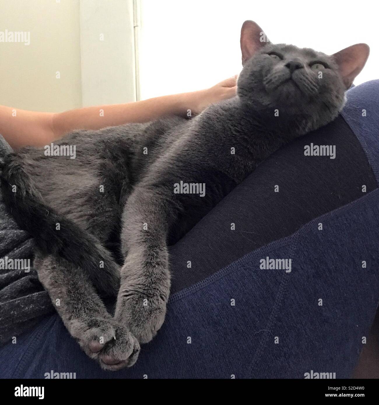Cat sitting on lap Stock Photo Alamy