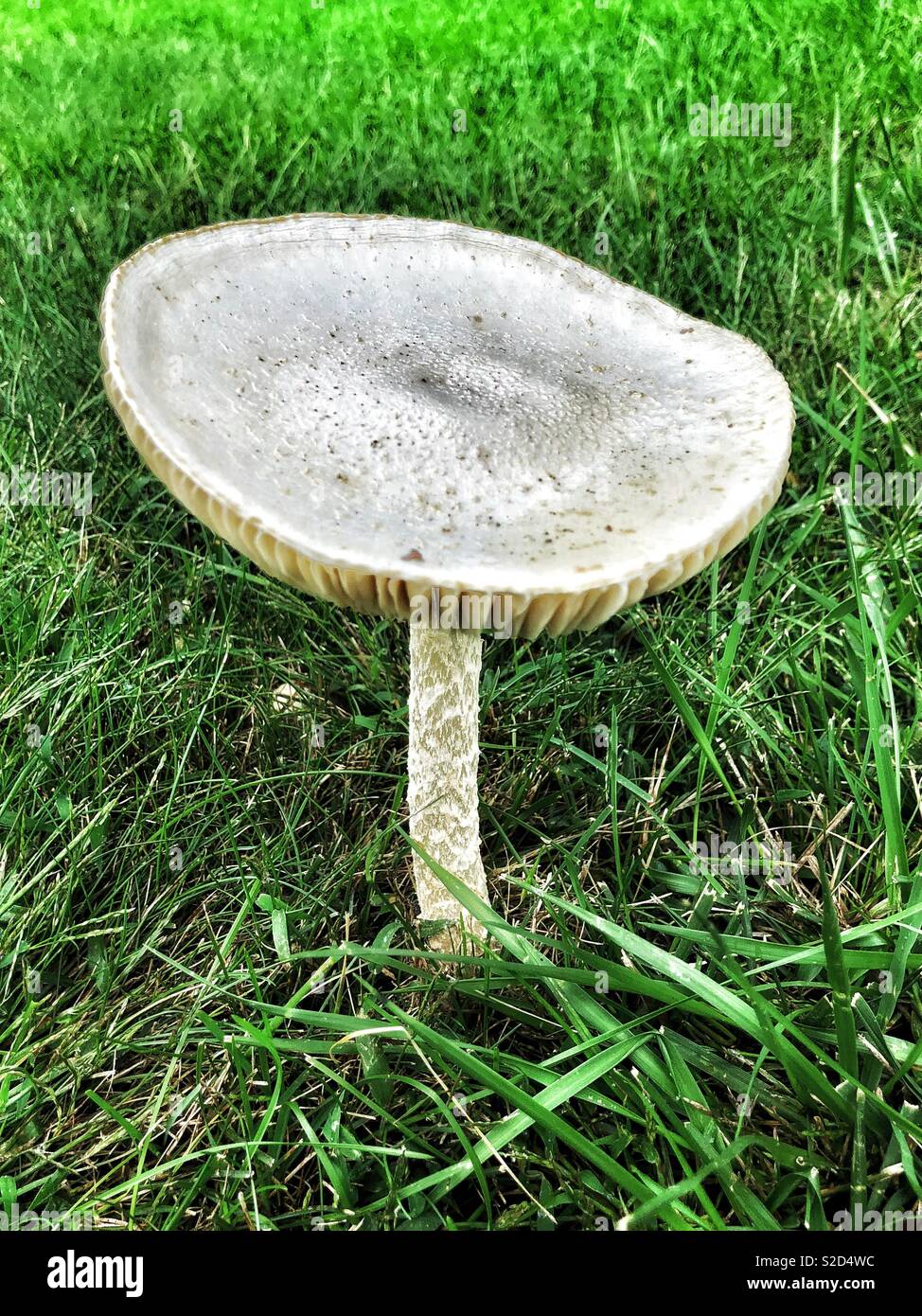 Large mushroom growing in front yard Stock Photo Alamy