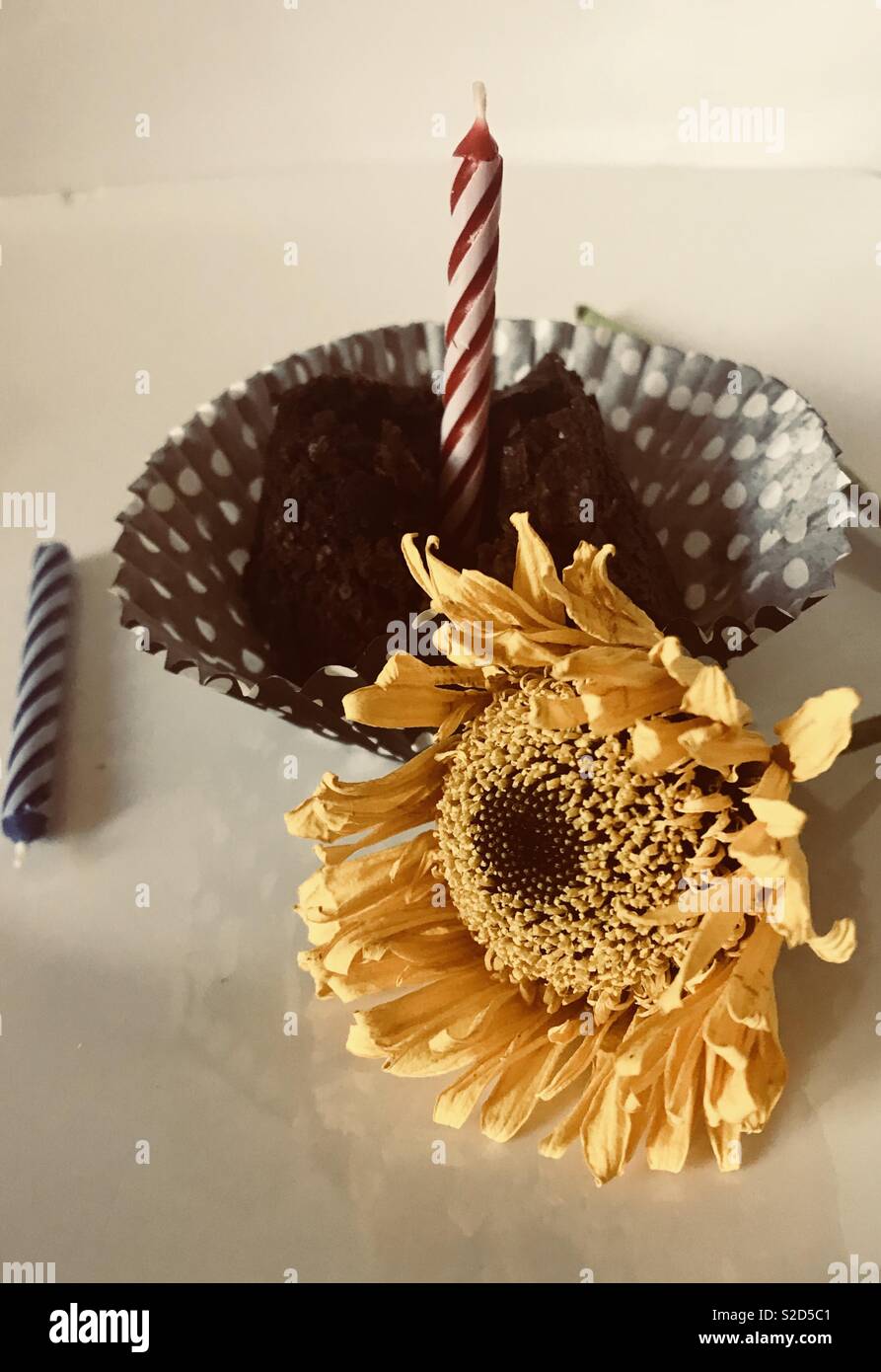A Happy birthday brownie cupcake with a red and white striped candle on top. Black and white Polka dot cupcake liner, yellow daisy and a blue and white striped candle on display. Stock Photo