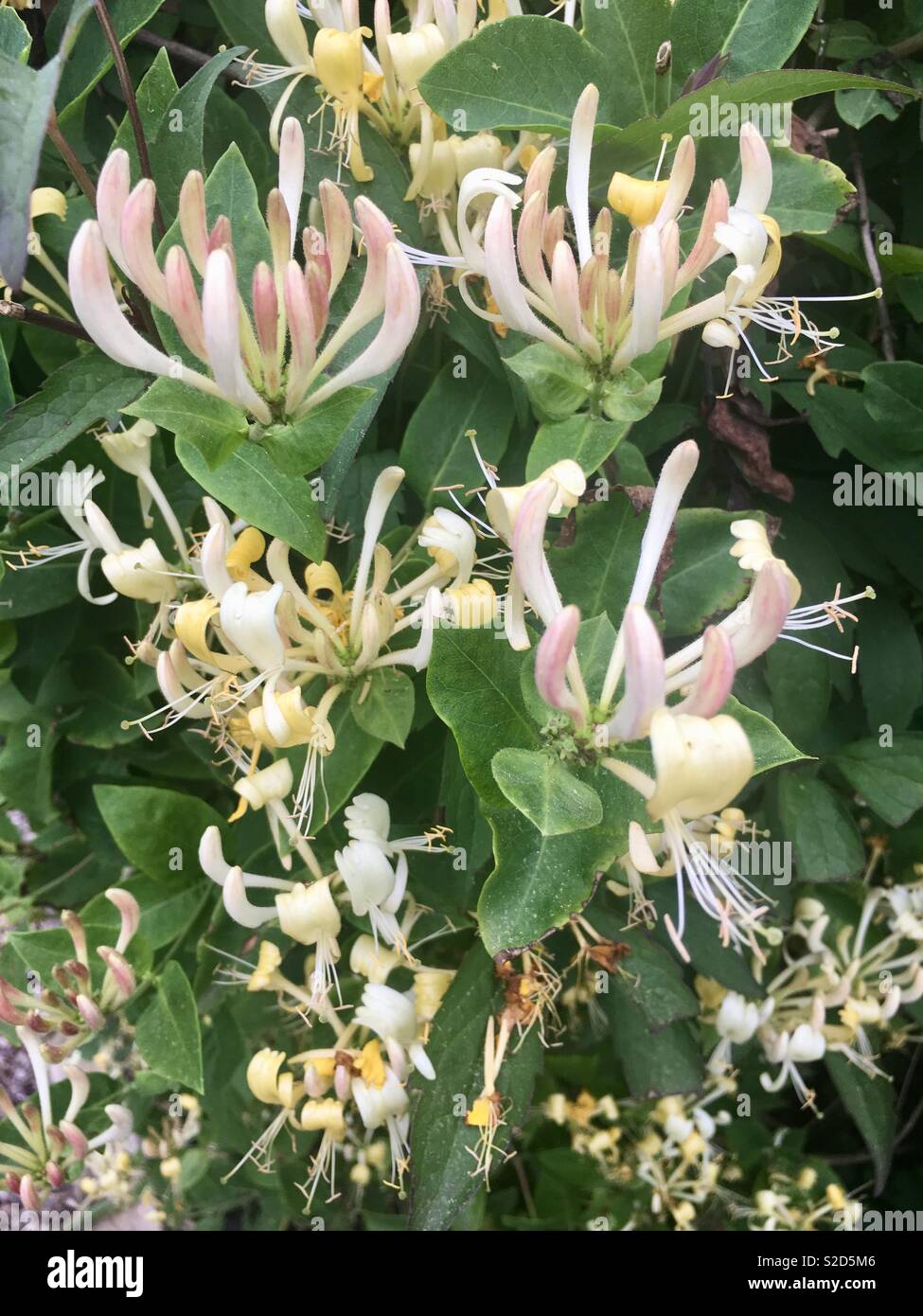 Yellow honeysuckle hires stock photography and images Alamy