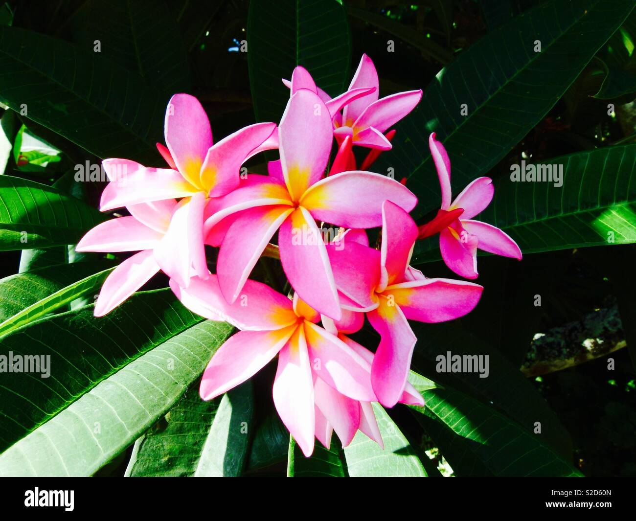 Pink Frangipani High Resolution Stock Photography and Images - Alamy