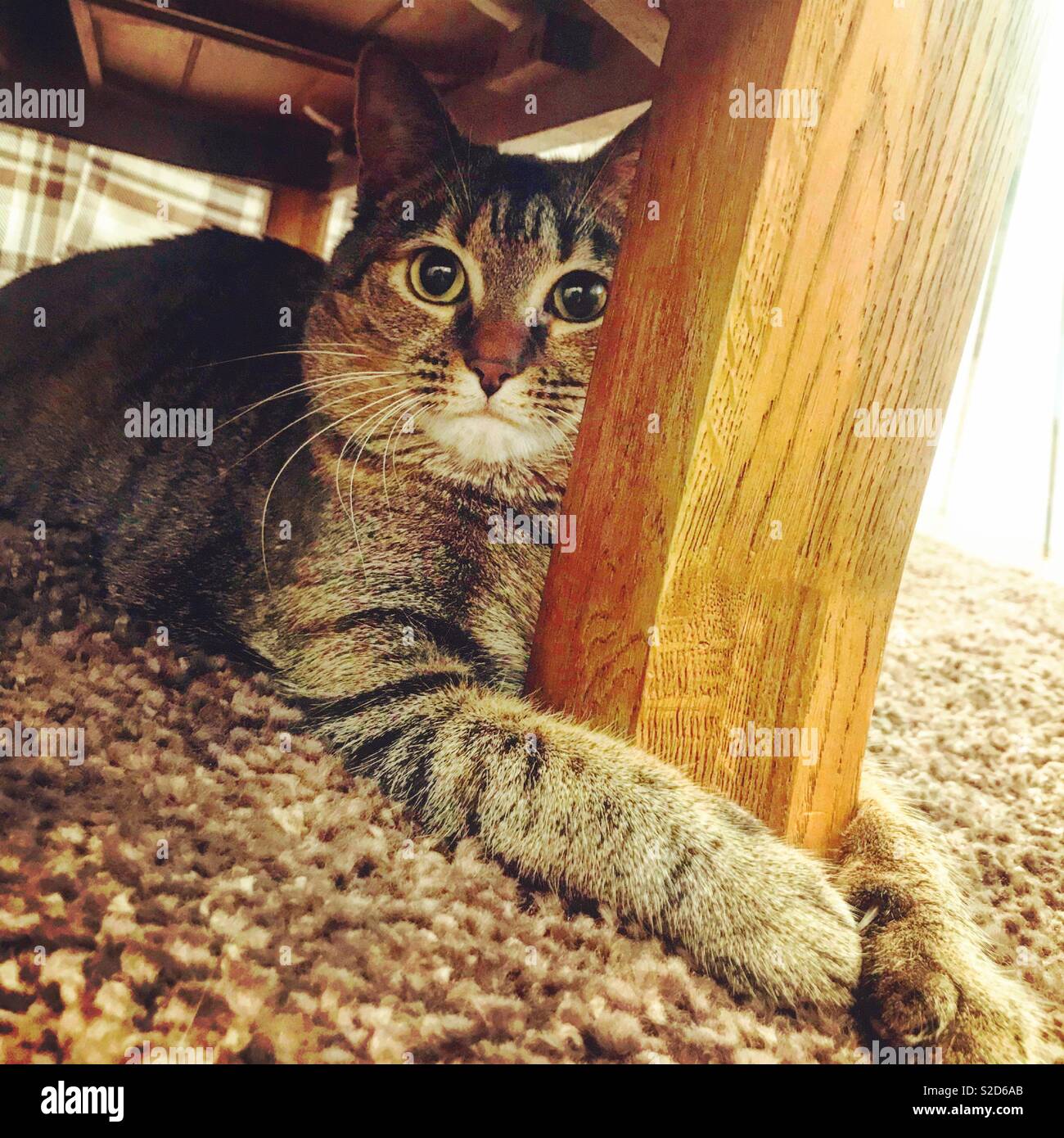 Cat under the table hires stock photography and images Alamy