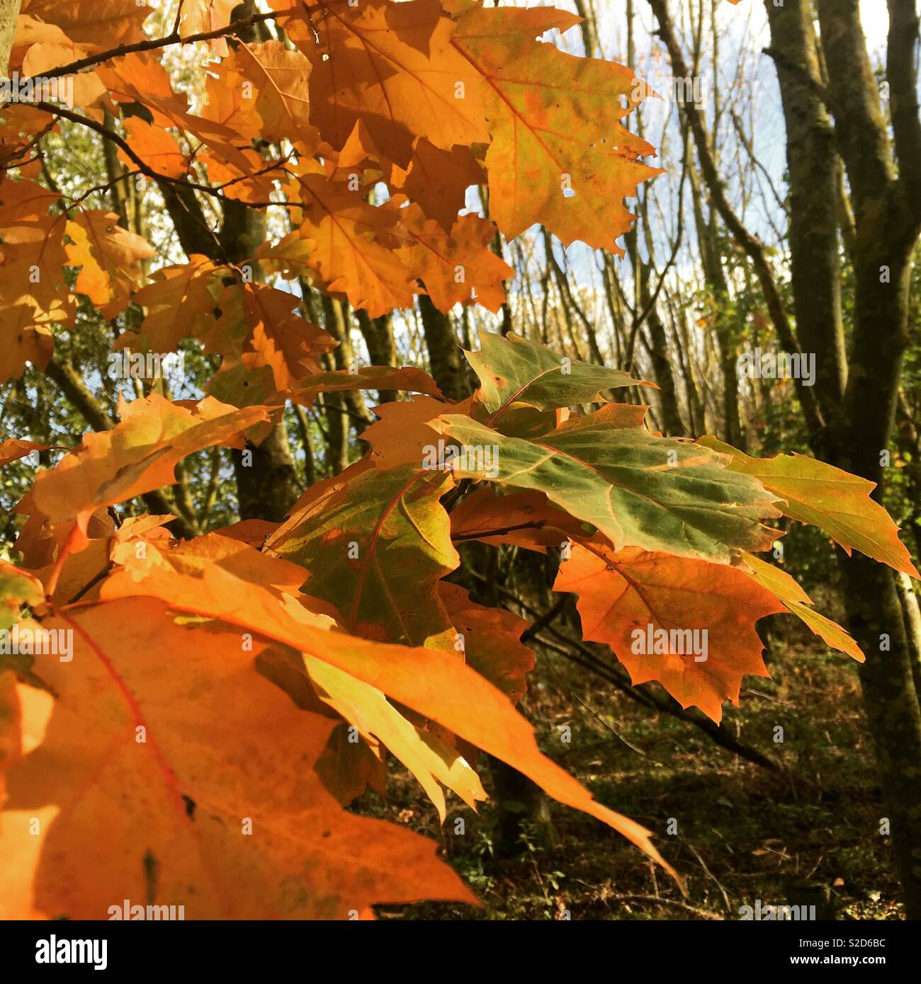 Autumnal woodland Stock Photo