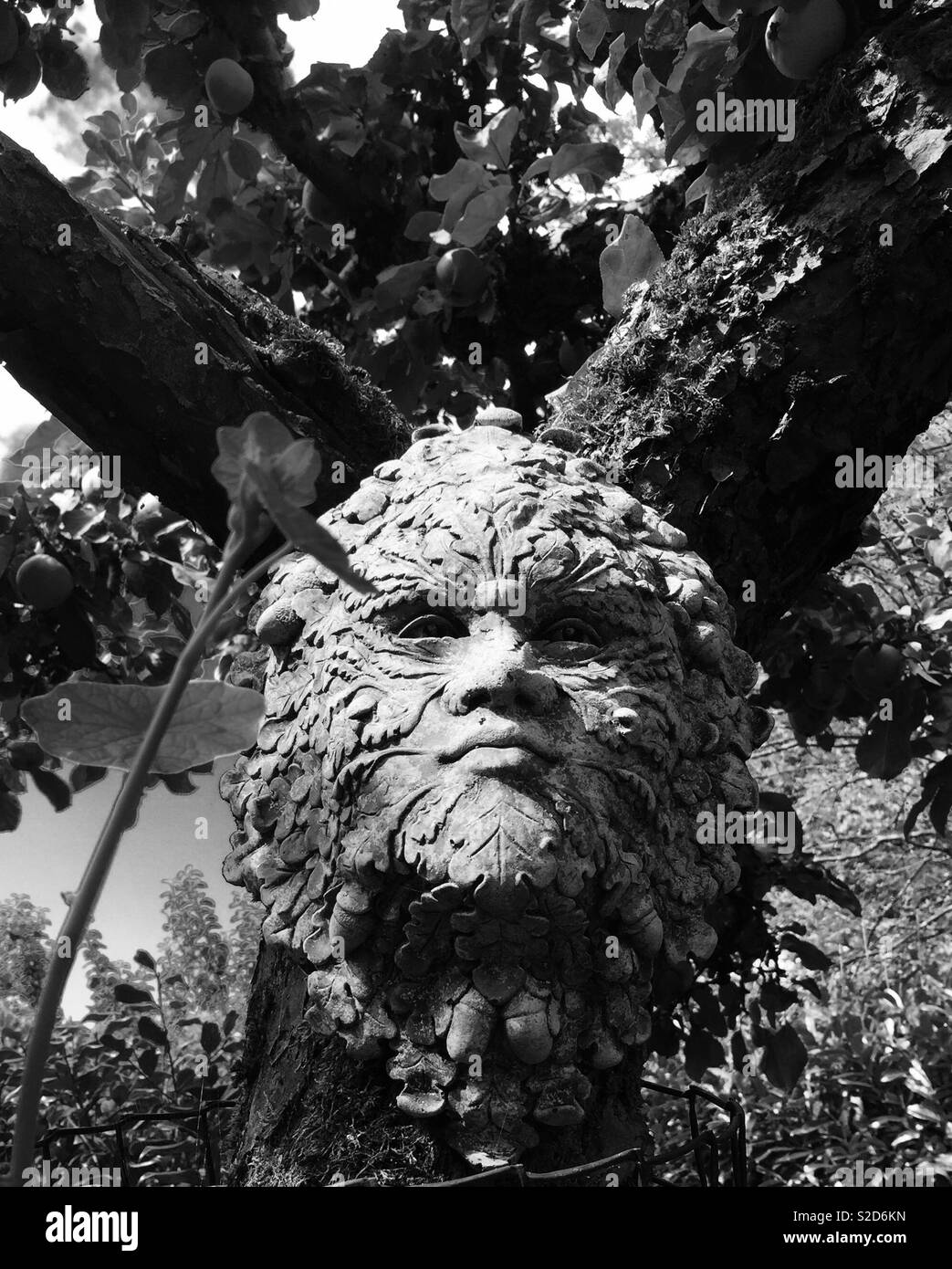 The green man Stock Photo