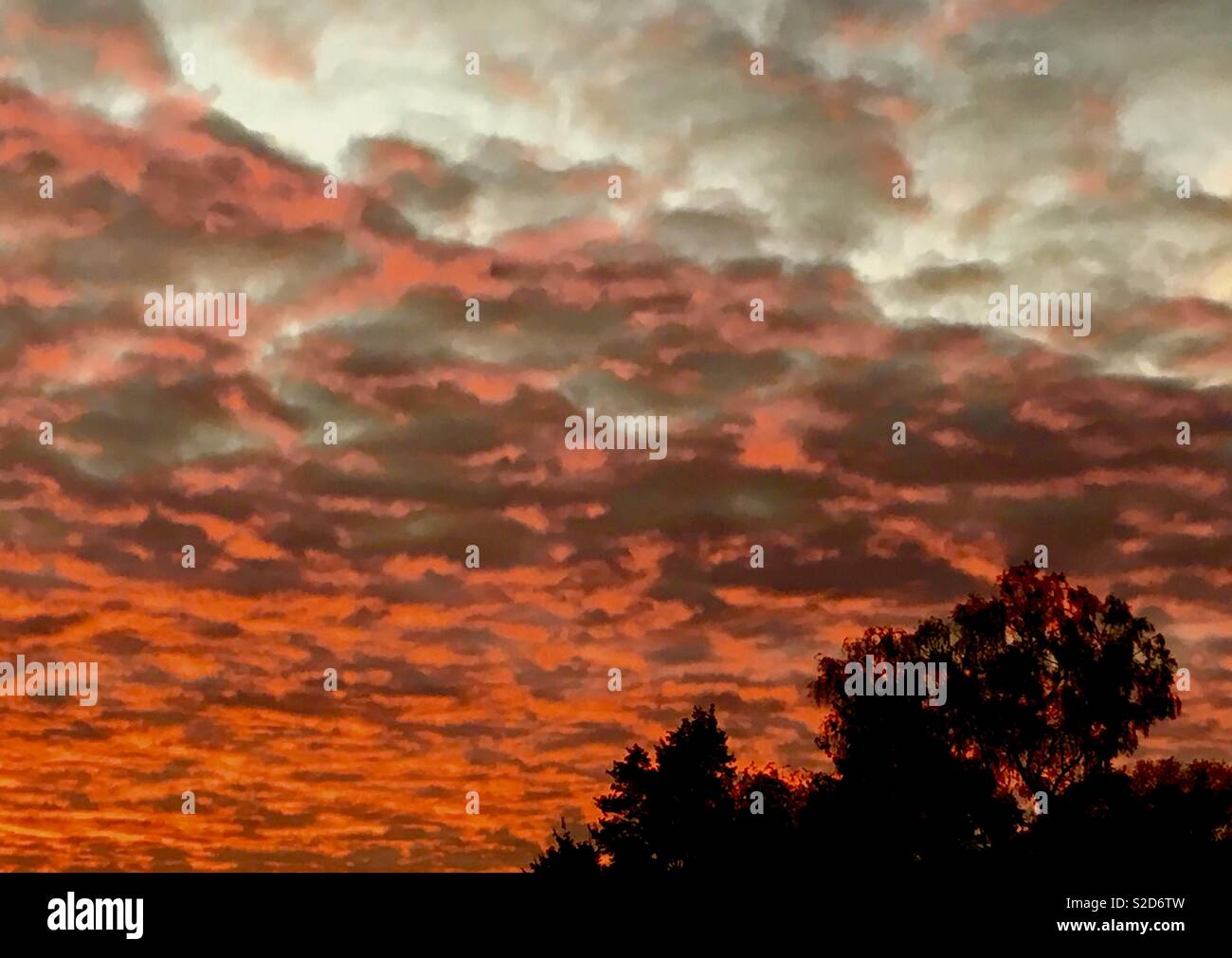 Red sky in Hertfordhire. - Smartphone Captured Stock Image