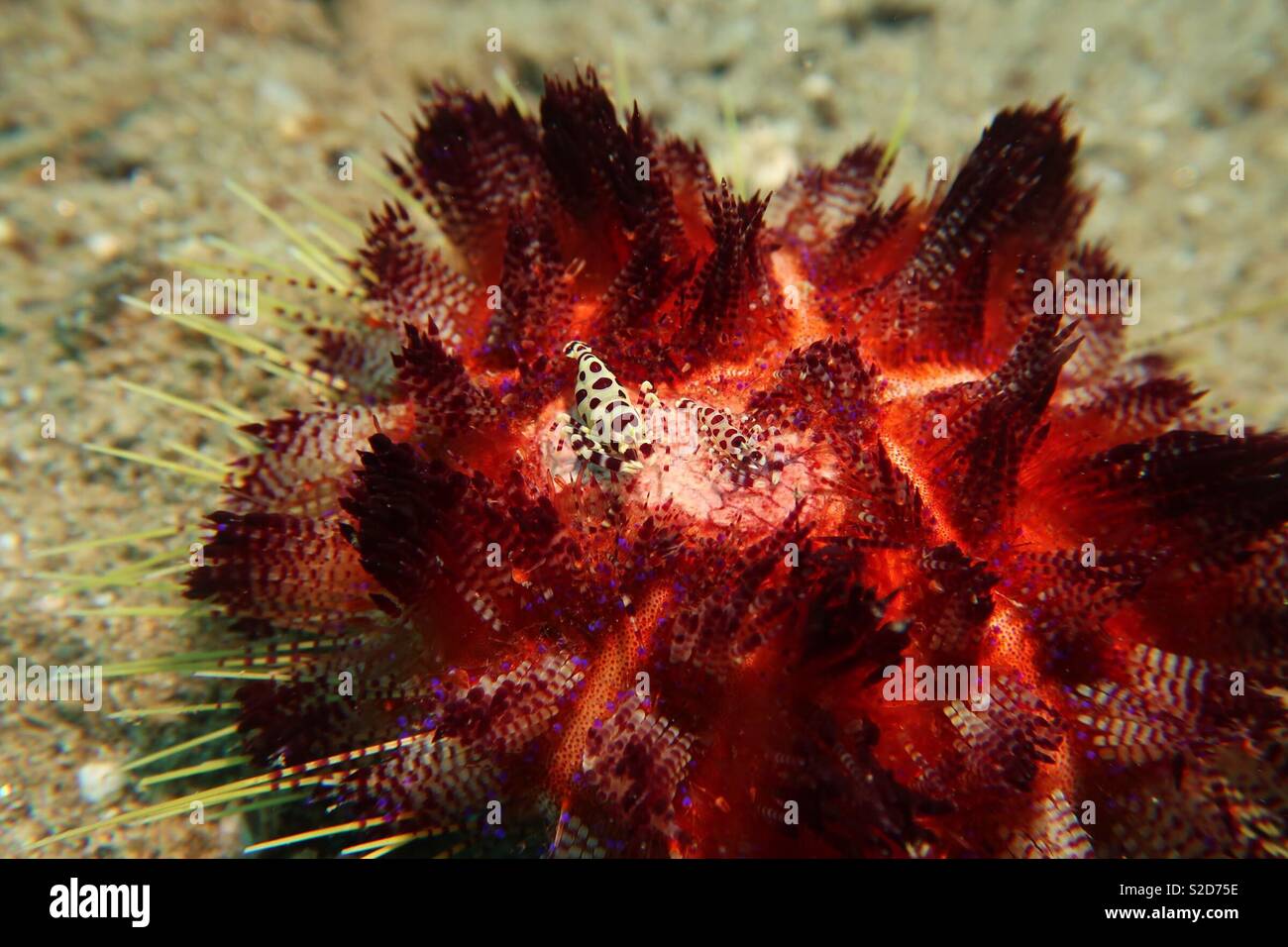 Coleman’s shrimp on a fire urchin. Ambon Indonesia - Smartphone Captured Stock Image