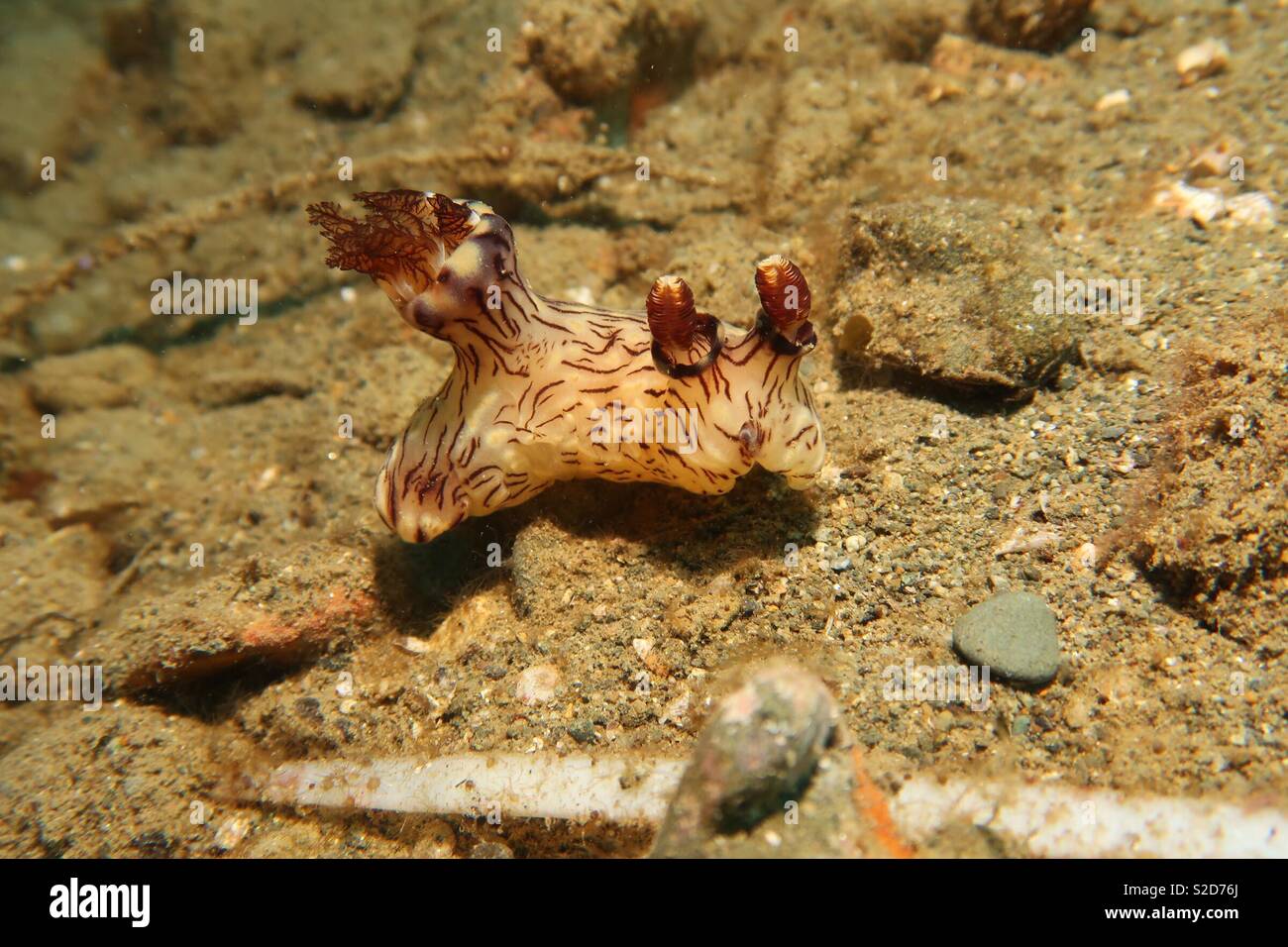 Red lined nudibranch. Ambon Indonesia - Smartphone Captured Stock Image