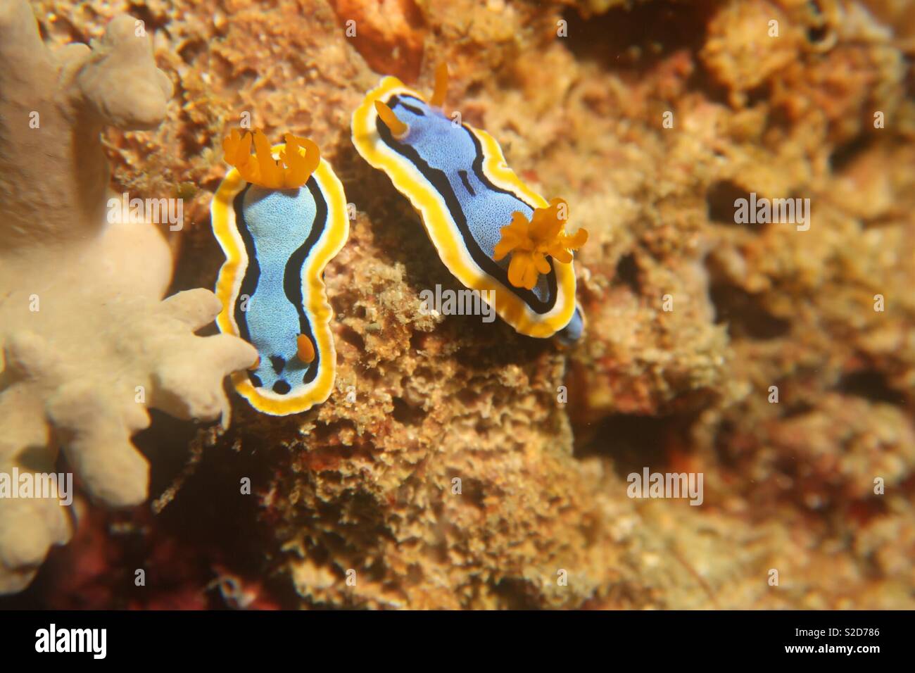 Nudibranchs. Raja Ampat. Indonesia Stock Photo