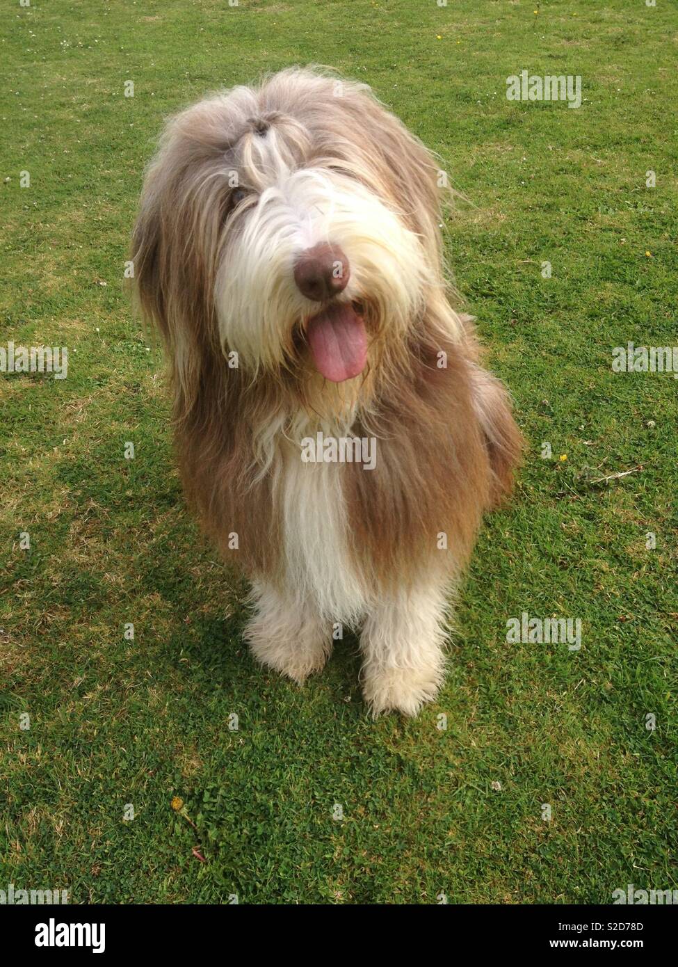 Bearded sheepdog hi-res stock photography and images - Alamy