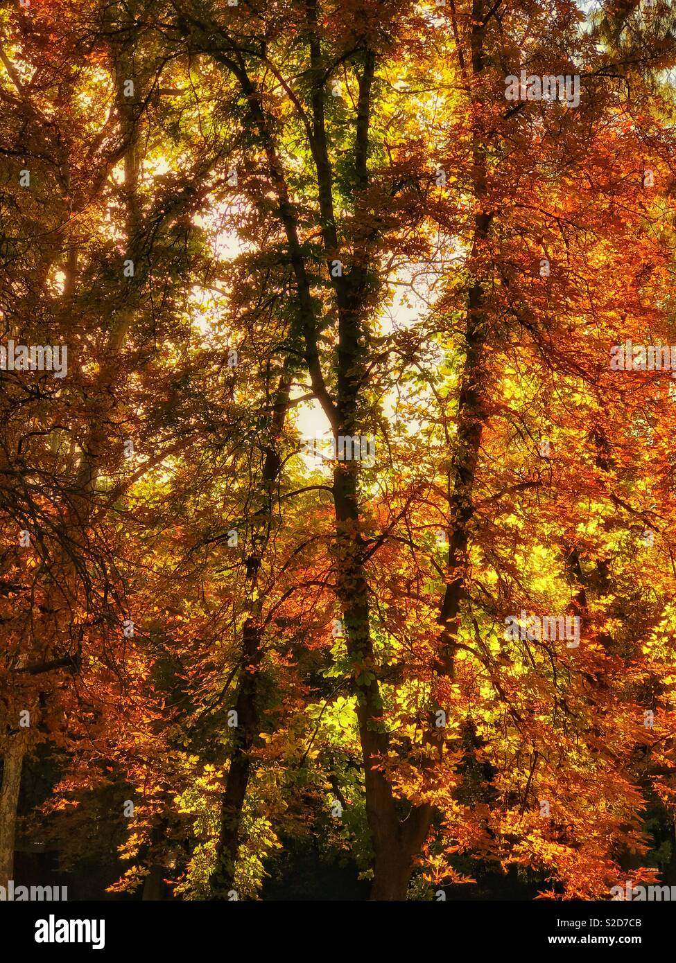 The colours of early autumn. Green leaves turn to orange, then brown. An image with potential multiple uses. Photo Credit - © COLIN HOSKINS. Stock Photo