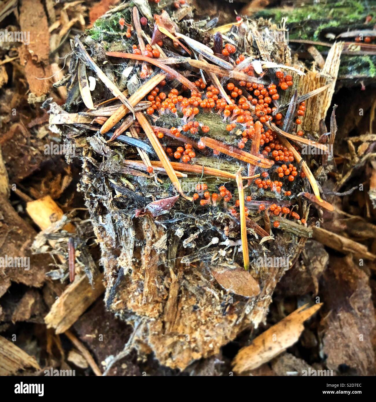 Leocarpus fragilis slime mold. Stock Photo