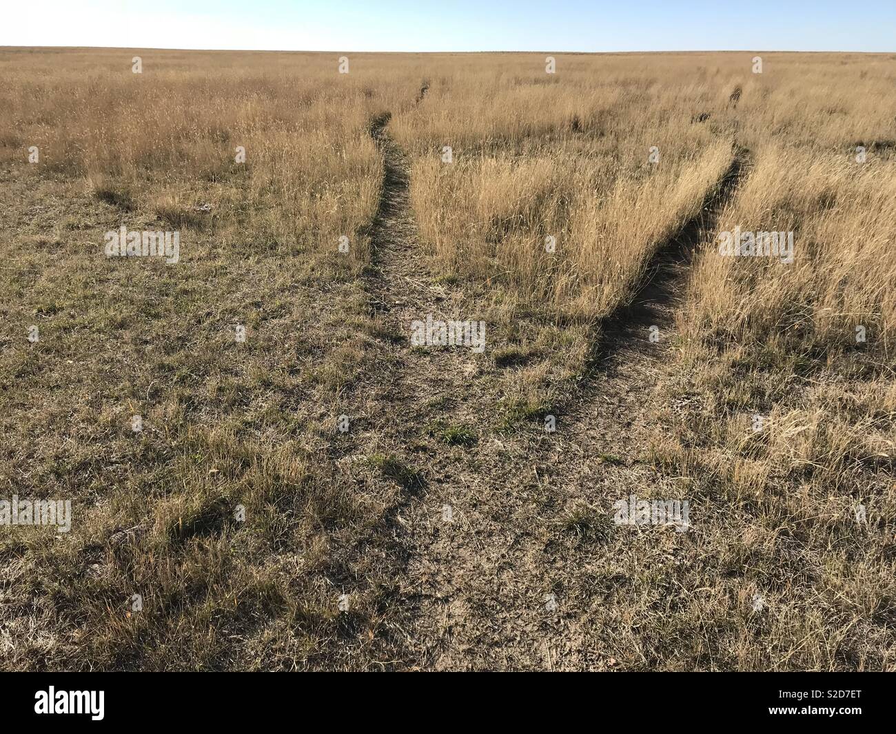 Cattle tracks through grass Stock Photo