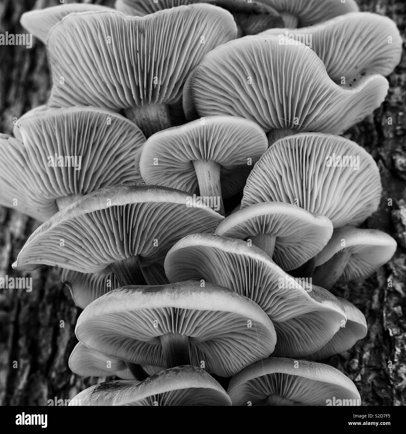 Mushrooms Black and White Stock Photos & Images Alamy