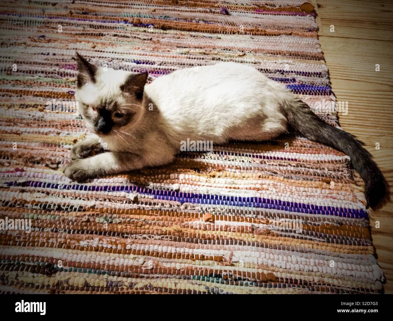 Well-loved one-eyed Siamese kitten on a braided rug Stock Photo