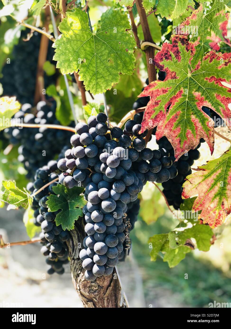 Grapes on the vine in Languedoc, France just before they were harvested Stock Photo Alamy