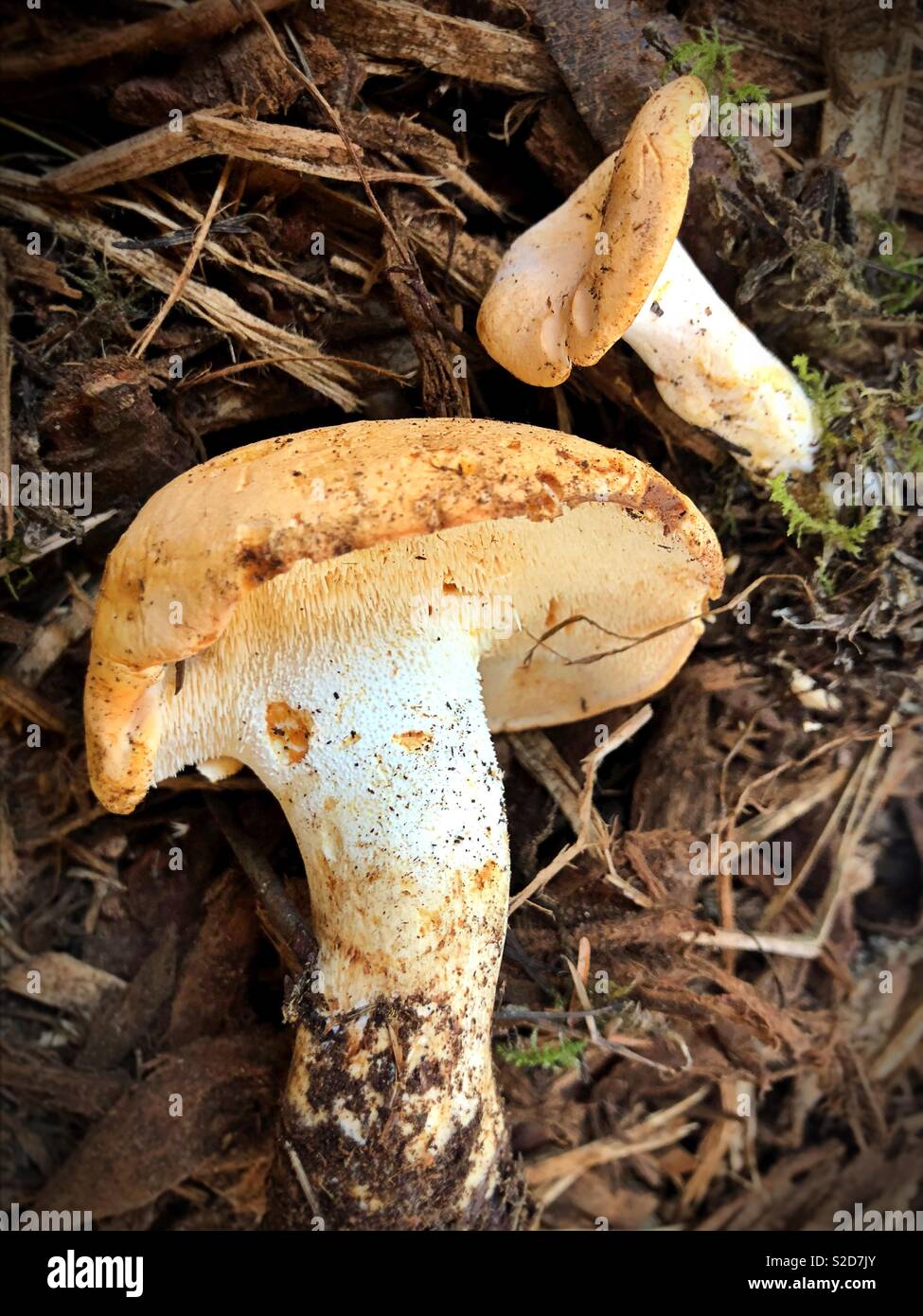 Hydnum mushrooms hi-res stock photography and images - Alamy