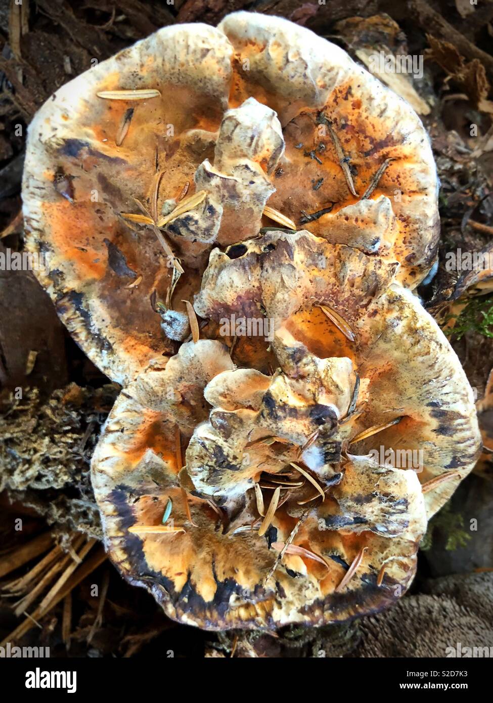 Orange rough-cap tooth mushrooms. Stock Photo