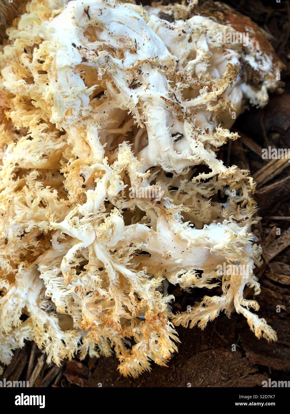 Comb tooth mushroom. Stock Photo