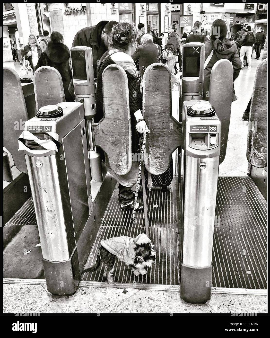 Little dog stuck in barriers at Victoria station. - Smartphone Captured Stock Image