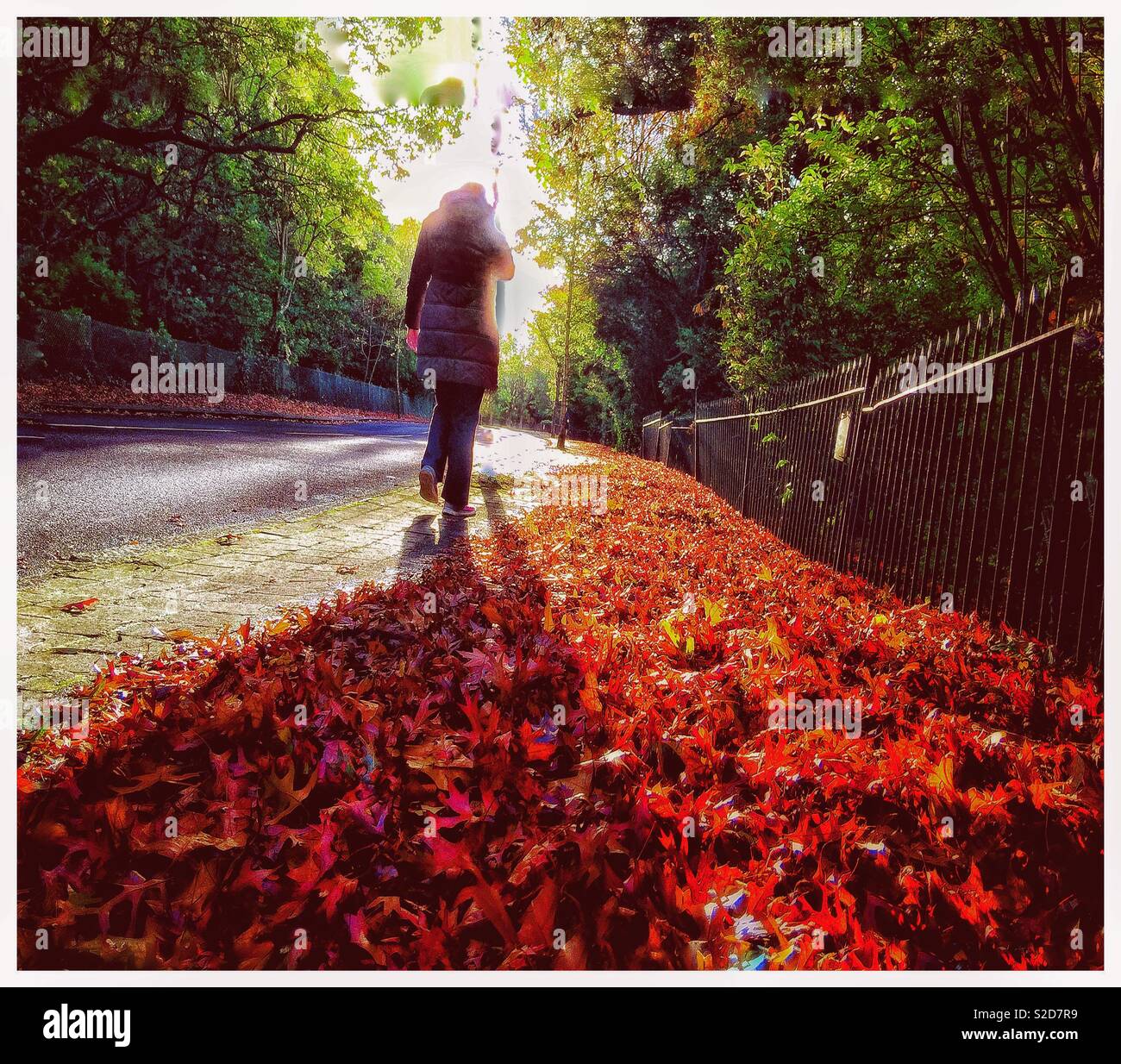 Walking through autumn leaves. - Smartphone Captured Stock Image