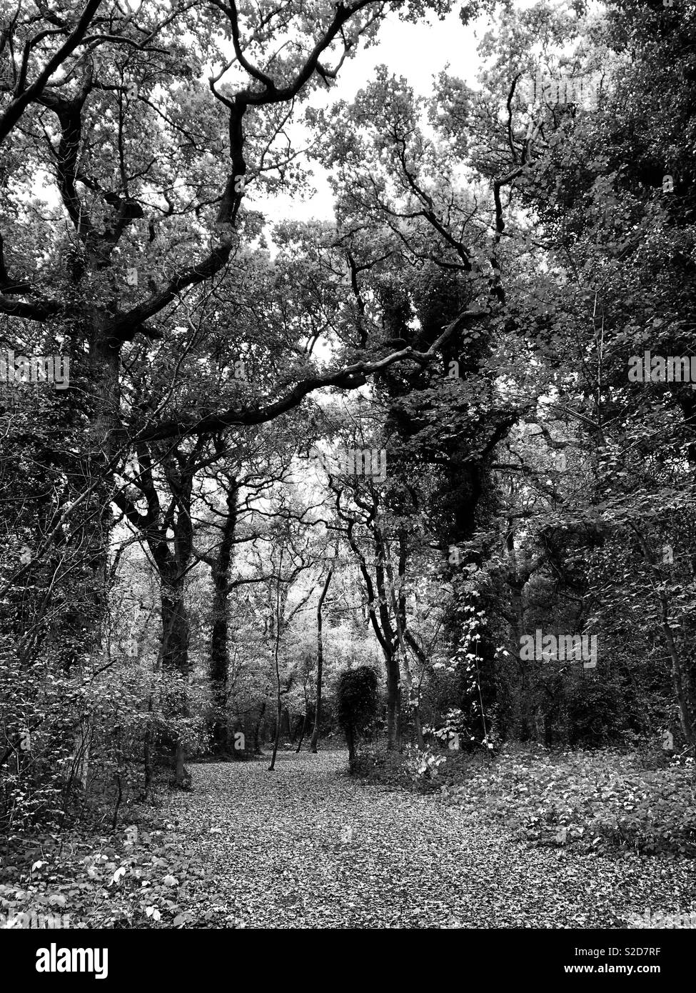 Black and white woods Stock Photo