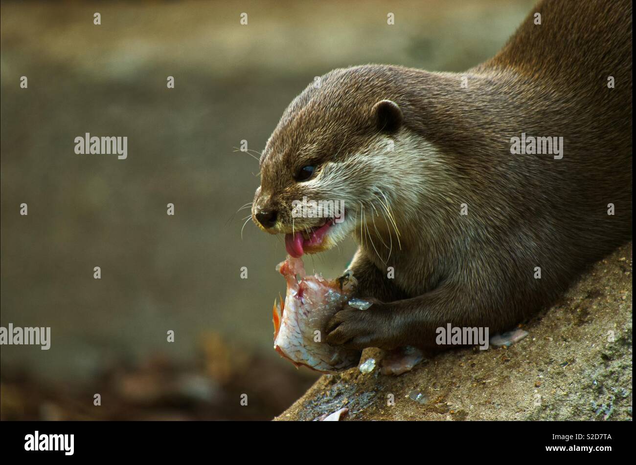 Otter eating fish Stock Photo - Alamy