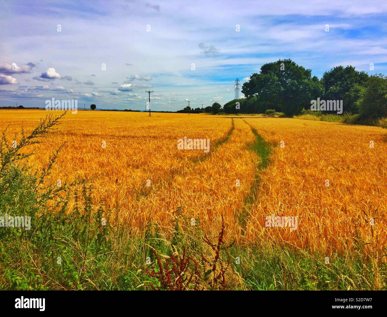 Hay field in summer Newton-le-Willows August 4th 2018 Stock Photo