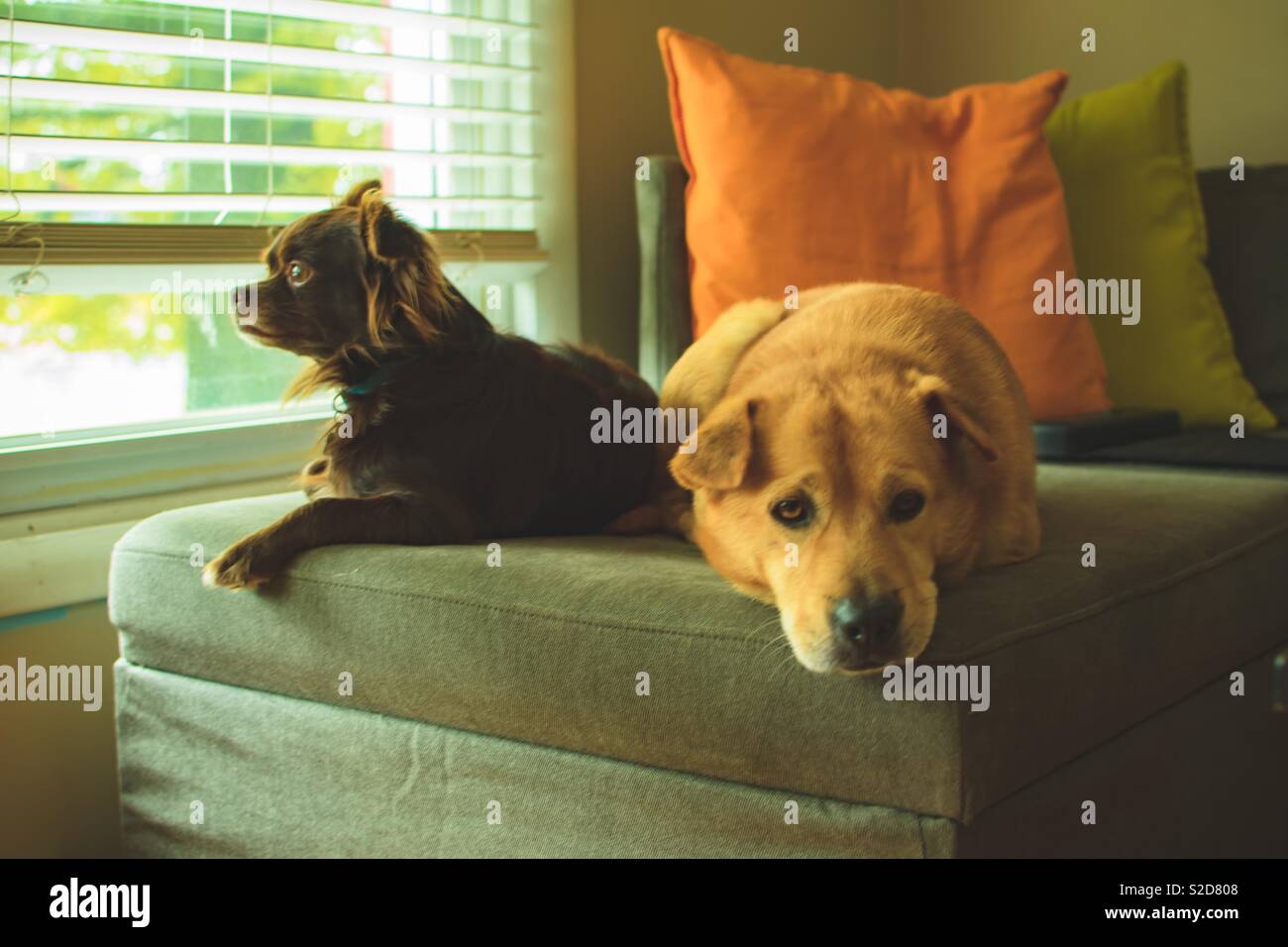 Dogs sitting on sofa Stock Photo - Alamy