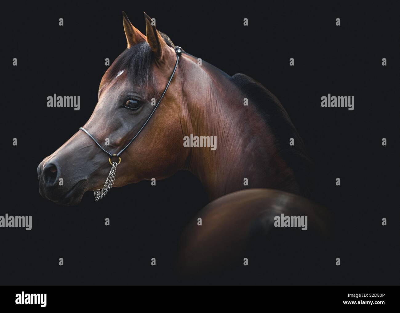 Horse Photography Stock Photo