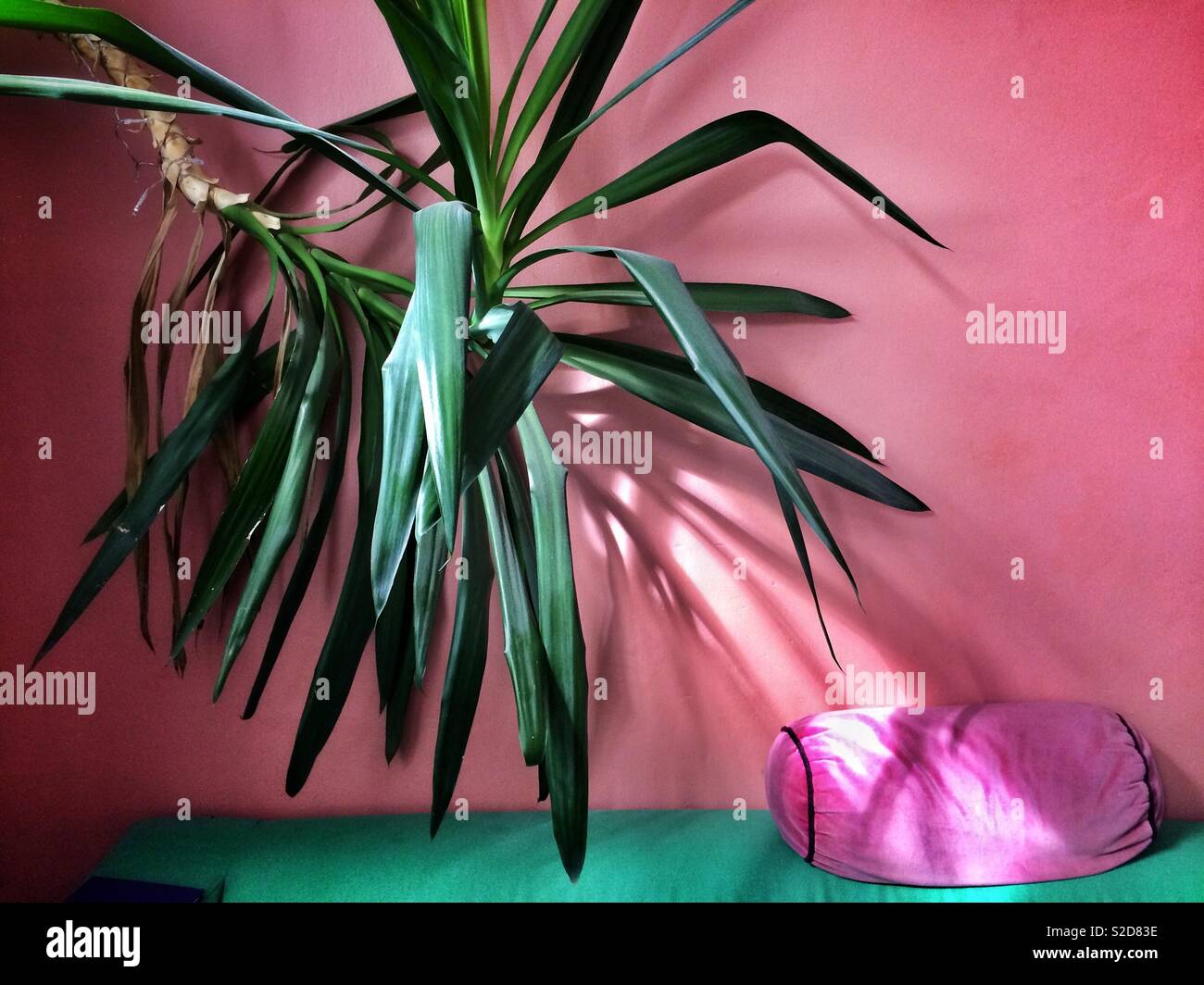 Sun rays and shadows fall across a wall behind a large Yucca house plant - Smartphone Captured Stock Image