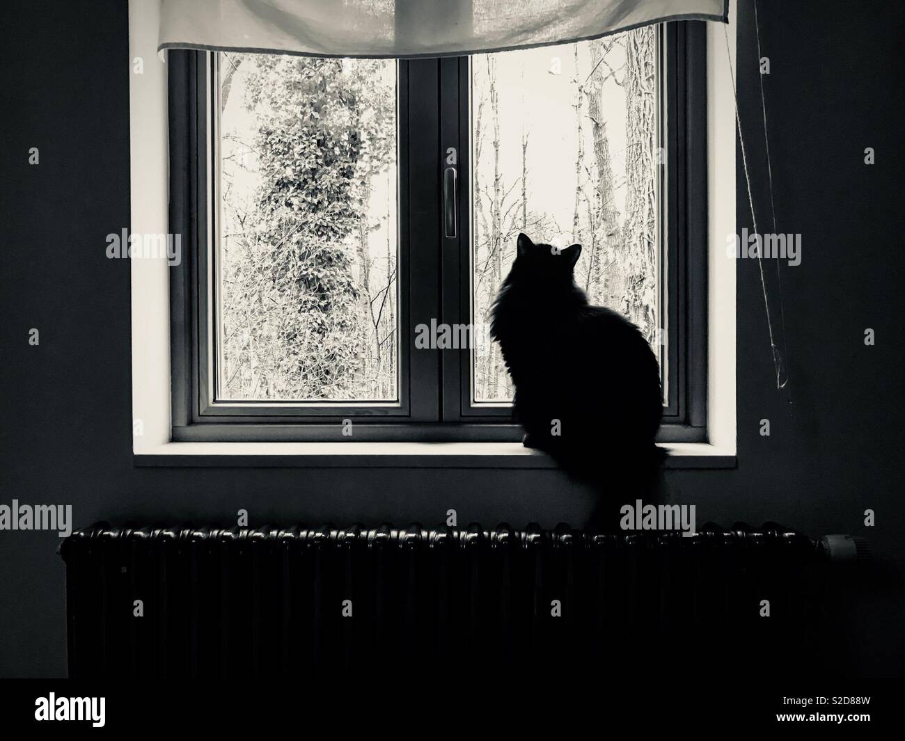 Black cat at a window Stock Photo Alamy