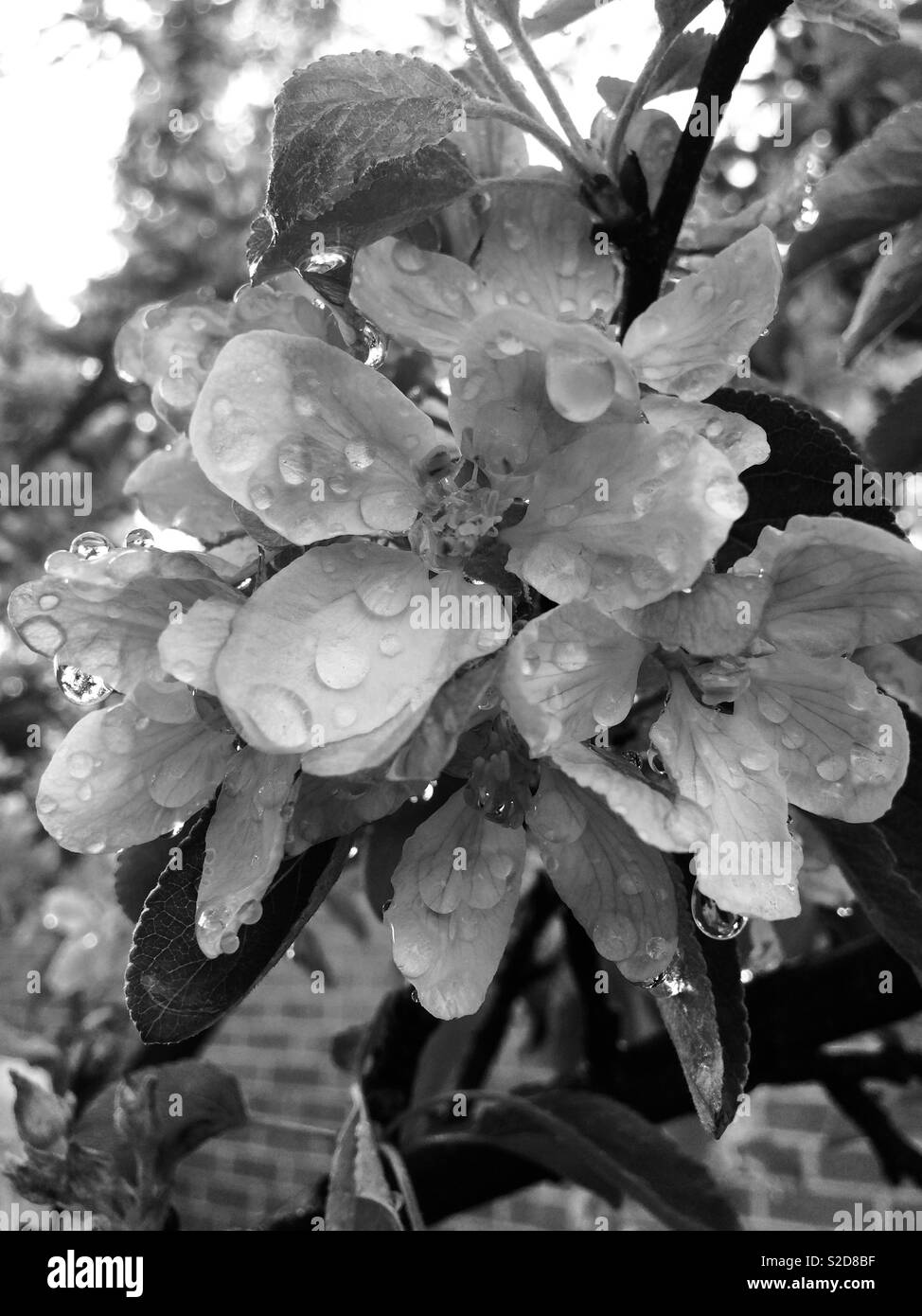 A black a white picture with flowers and water droplets Stock Photo