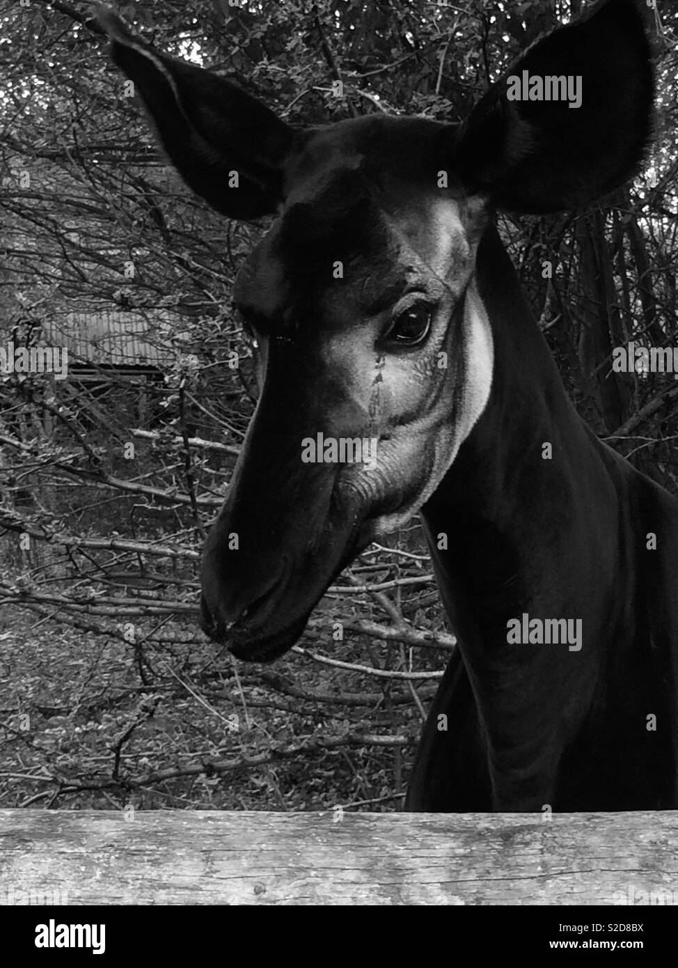 Black and white okapi head Stock Photo