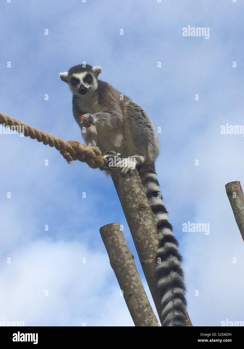Ring tailed lemur on a pole eating Stock Photo
