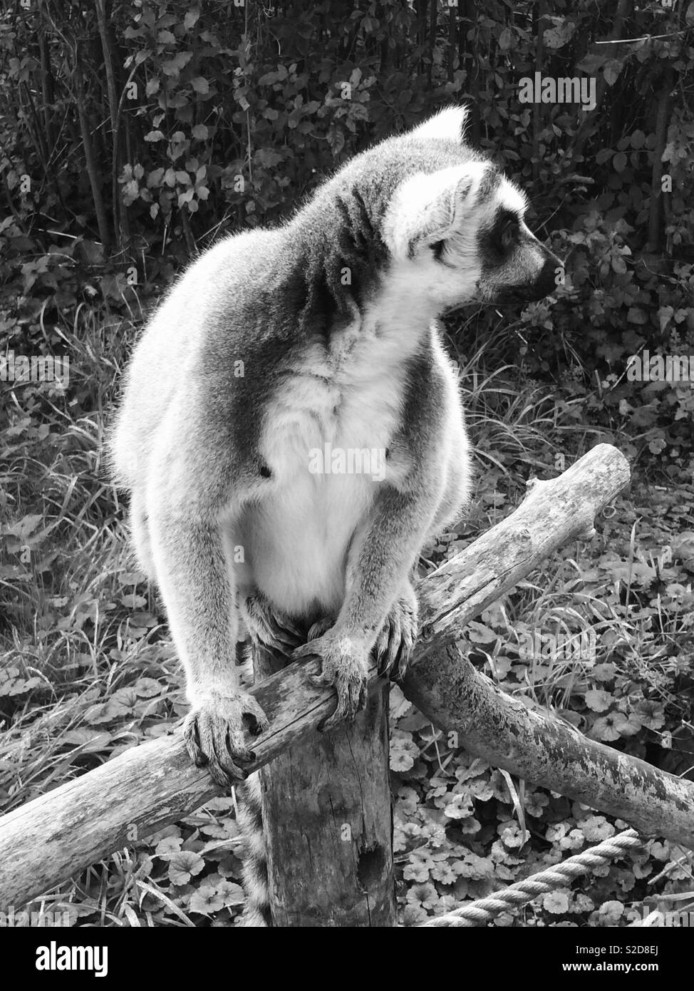 Male ring tailed lemur in black and white Stock Photo