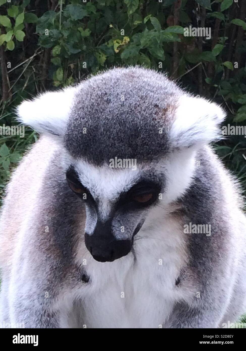 Close-up of male ring tailed lemur Stock Photo