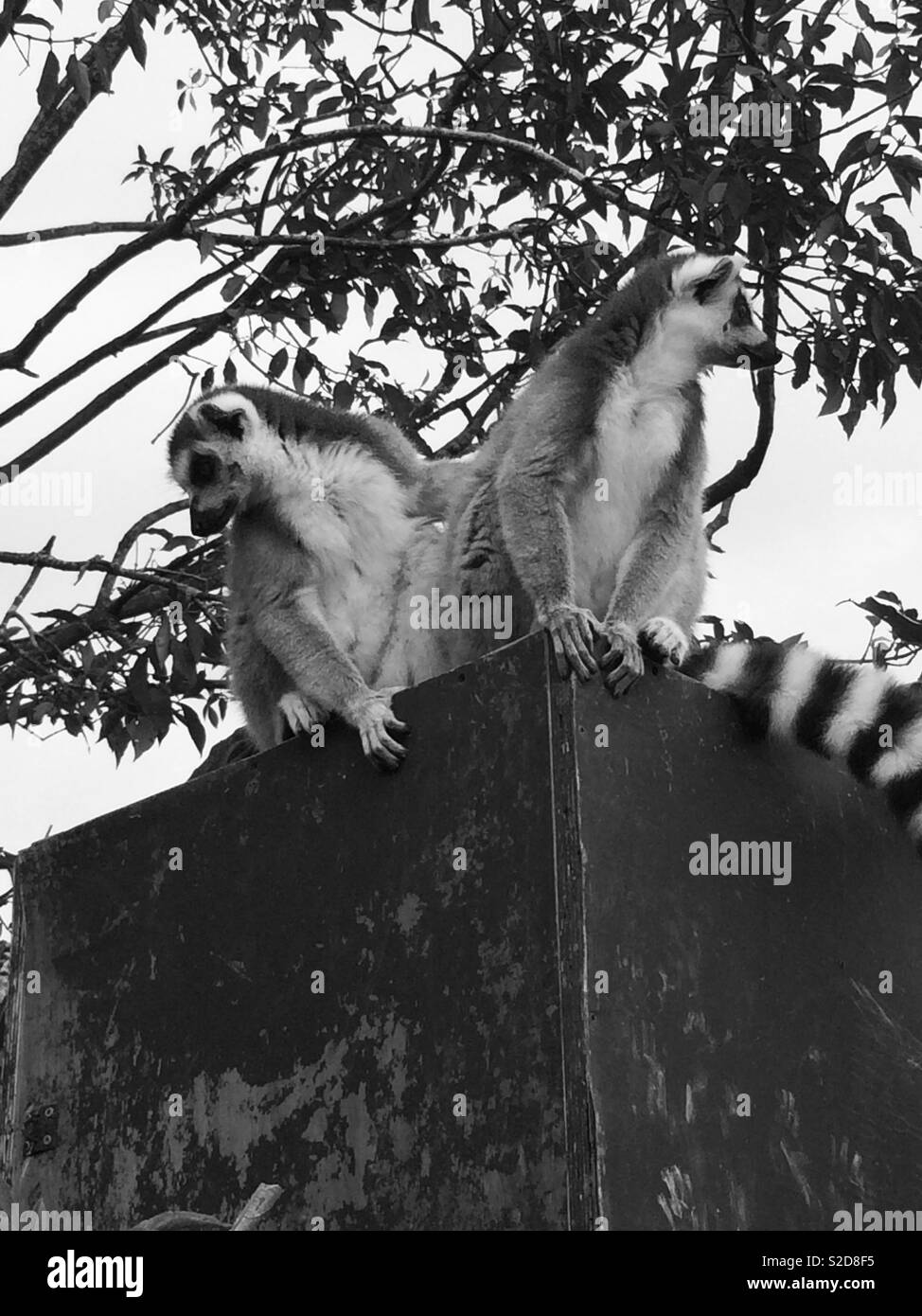 Two ring tailed lemurs in black and white Stock Photo